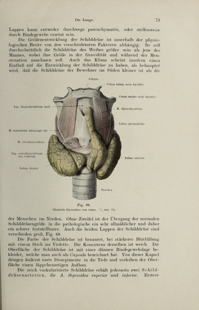 Lappen kann entweder durchwegs parenchymatös, oder stellenweise durch Bindegewebe ersetzt sein. Die Größenentwicklung der Schilddrüse ist innerhalb der physio- logischen Breite von den verschiedensten Faktoren abhängig. So soll durchschnittlich die Scliilddrüse des Weibes größer sein als jene des Mannes, wobei ihre Größe in der Gravidität und während der Men- struation zunehinen soll. Auch das Klima scheint insofern einen Einfluß auf die Entwicklung der Schilddrüse zu haben, als behauptet wird, daß die Schilddrüse der Bewohner im Süden kleiner ist als die Corpus Tracliea Jf. constrictor pharyngis inf. - ■M. cricotliyreoideus Lig. cricothyreoidcum seu conicum Lobus dexter - Cornu minus ossis hyoidei Cornu majus ossis liyoidci M. thyreoliyoidcus -Xobus pyramidalis lüg. tliyreohyoideum med. Fig. 88. Glandula tliyreoidea von vorne. V, nat. Gr. der Mensehen im Norden. Ohne Zweifel ist der Übergang der normalen Schilddrüsengröße in die pathologische ein sehr allmählicher und daher ein scliAver fe.ststellbarer. Auch die beiden Lappen der Schilddrüse sind verschieden groß, Fig. 88. Die Farbe der Schilddrüse ist braunrot, bei stärkerer Blutfüllung mit einem Stich ins Violette. Die Konsistenz derselben ist weich. Die Oberfläche der Schilddrüse ist mit einer dünnen Bindegewebslage be- kleidet, welche man auch als Capsula bezeichnet hat. Von dieser Kapsel dringen äußerst zarte Dissepimente in die Tiefe und verleihen der Ober- fläche einen läppchenartigen Aufbau. Die reich vaskularisierte Schilddrüse erhält jederseits zwei Schild- drüsenarterien, die A. tliyreoidea superior und inferior. Erstere