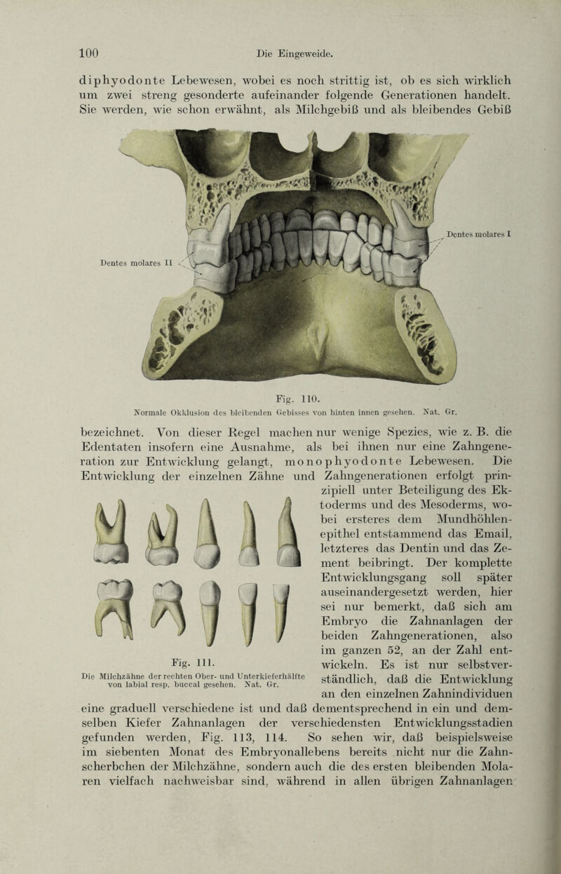 diphyodonte Lebewesen, wobei es noch strittig ist, ob es sich wirklich um zwei streng gesonderte aufeinander folgende Generationen handelt. Sie werden, wie schon erwähnt, als Milchgebiß und als bleibendes Gebiß Fig. 110. Normale Okklusion iles bleibenden Gebisses von liinten innen gesehen. Nat. Gr. bezeichnet. Von dieser Regel machen nur wenige Spezies, wie z. B. die Edentaten insofern eine Ausnahme, als bei ihnen niir eine Zahngene- ration zur Entwicklung gelangt, monophyodonte Lebewesen. Die Entwicklung der einzelnen Zähne und Zahngenerationen erfolgt prin- zipiell unter Beteiligung des Ek- toderms und des Mesoderms, wo- bei ersteres dem Mundhöhlen- epithel entstammend das Email, letzteres das Dentin und das Ze- ment beibringt. Der komplette Entwicklungsgang soll später auseinandergesetzt werden, hier sei nur bemerkt, daß sich am Embryo die Zahnanlagen der beiden Zahngenerationen, also im ganzen 52, an der Zahl ent- wickeln. Es ist nur selbstver- ständlich, daß die Entwicklung an den einzelnen Zahnindividuen eine graduell verschiedene ist und daß dementsprechend in ein und dem- selben Kiefer Zahnanlagen der verschiedensten Entwicklungsstadien gefunden werden, Fig. 113, 114. So sehen wir, daß beispielsweise im siebenten Monat des Embryonallebens bereits nicht nur die Zahn- schei’bchen der Milchzähne, sondern auch die des ersten bleibenden Mola- ren vielfach nachweisbar sind, während in allen übrigen Zahnanlagen Fig. 111. Die Milchzähne der rechten Ober-und Unterkieferhälfte von labial resp. buccal gesehen. Nat. Gr.