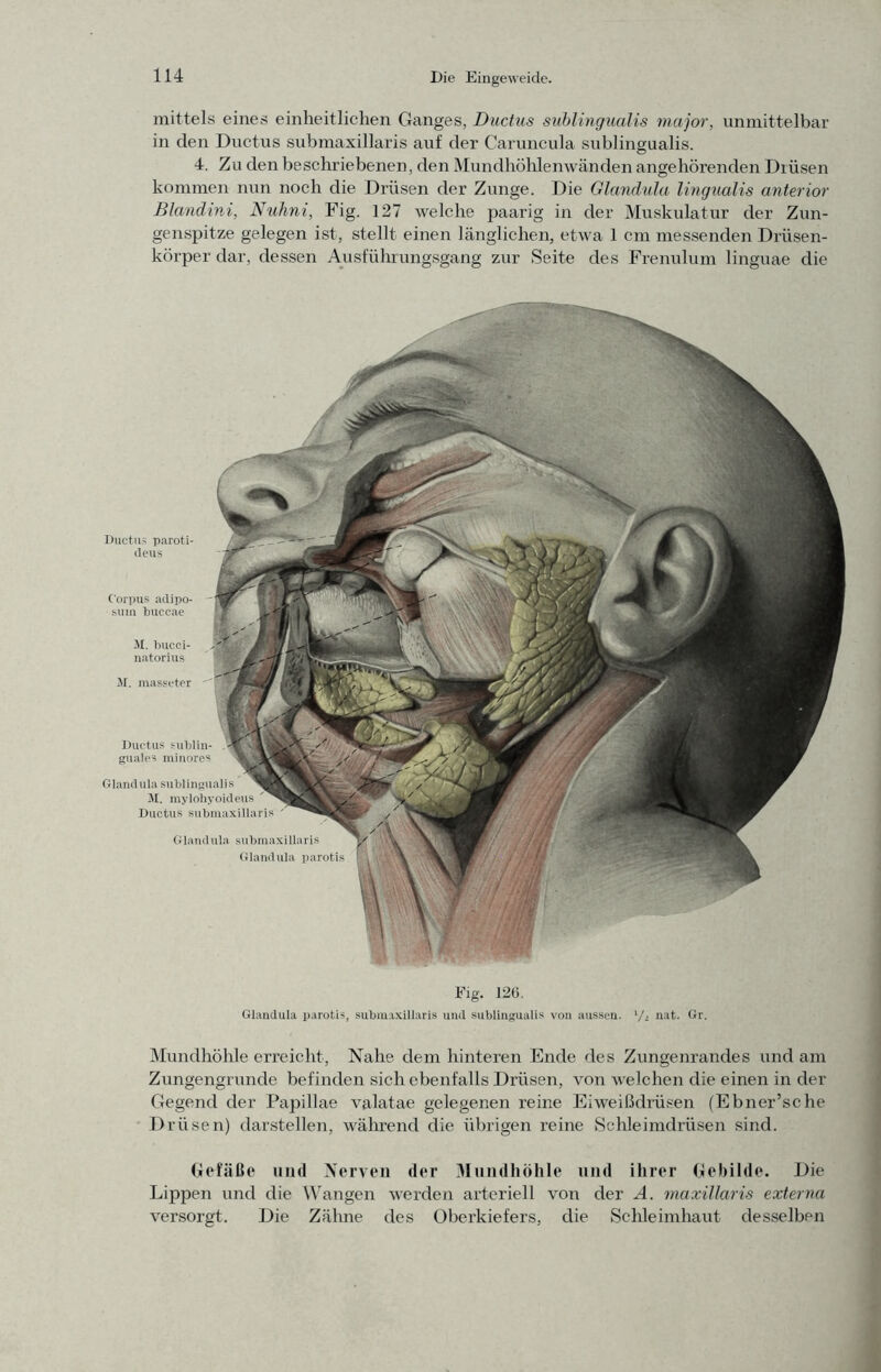 mittels eines einheitlichen Ganges, Ductus suhlingualis major, unmittelbar in den Ductus submaxillaris auf der Caruncula sublingualis. 4. Zu den beschriebenen, den Mundhöhlenwänden angehörenden Drüsen kommen nun noch die Drüsen der Zunge. Die Glandula lingualis anterior Blandini, Nuhni, Fig. 127 welche paarig in der Muskulatur der Zun- genspitze gelegen ist, stellt einen länglichen, etwa 1 cm messenden Drüsen- körper dar, dessen A^usführungsgang zur Seite des Frenulum linguae die Ductus paroti- (leus Corpus adipo- suiu buccae Glandula sublingualis II. mylohyoideus Ductus submaxiliaris Glandula submaxillaris Glandula parotis JI. bucci- natorius M. masseter Ductus sublin- guales minores Fig. 120. Glandula parotis, submaxillaris und sublingualis von aussen. Vj n-it. Gr. Mundhöhle erreicht. Nahe dem hinteren Ende des Zungenrandes und am Zungengrunde befinden sich ebenfalls Drüsen, von welchen die einen in der Gegend der Papillae valatae gelegenen reine Eiweißdrüsen (Ebner’sche Drüsen) darstellen, während die übrigen reine Schleimdrüsen sind. (jlefäße und Nerven der Mundhöhle und ihrer («ehilde. Die Lippen und die Wangen werden arteriell von der A. maxillaris externa versorgt. Die Zähne des Oberkiefers, die Schleimhaut desselben