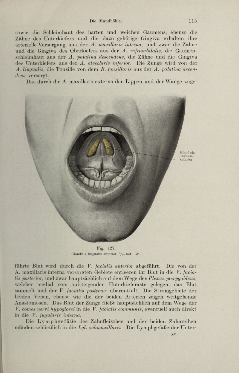 sowie die Schleimhaut des harten und weichen Gaumens, ebenso die Zälme des Unterkiefers und die dazu gehörige Gingiva erhalten ihre arterielle Versorgung aus der A. maxillaris interna, und zwar die Zähne lind die Gingiva des Oberkiefers aus der A. infraorbitalis, die Gaumen- sehleimhaiit aus der A. palatina descendens, die Zähne und die Gingiva des Unterkiefers aus der A. alveolaris inferior. Die Zunge wird von der *-l. lingualis, die Tonsille von dem R. tonsillaris aus der A. palatina ascen- dens versorgt. Das durch die A. maxillaris externa den Lippen und der Wange zuge- Fig. 127. Glandula linguali.s anterior, Vio nat. Gr. führte Blut wird durch die V. facialis anterior abgeführt. Die von der A. maxillaris interna versorgten Gebiete entleeren ihr Blut in die V. facia- lis posterior, und zwar hauptsächlich auf dem Wege des Plexus pterygoideus, welcher medial vom aufsteigenden Unterkieferaste gelegen, das Blut sammelt und der T'. facialis posterior übermittelt. Die Stromgebiete der beiden Venen, ebenso wie die der beiden Arterien zeigen weitgehende Anastomosen. Das Blut der Zunge fließt hauptsächlich auf dem Wege der V. comes nervi hypoglossi in die F. facialis communis, eventuell auch direkt in die V. jugidaris interna. Die Lymphgefäße des Zahnfleisches und der beiden Zalmreihen münden schließlich in die Lgl. suhmaxillares. Die Lymphgefäße der Unter- st