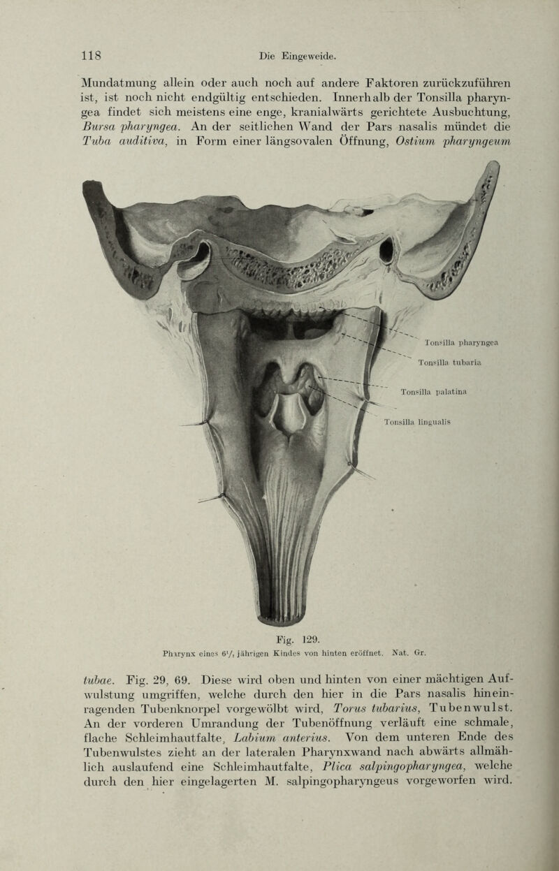 Munclatmung allein oder auch noch auf andere Faktoren zurückzuführen ist, ist noch nicht endgültig entschieden. Innerhalb der Tonsilla pharyn- gea findet sich meistens eine enge, kranialwärts gerichtete Ausbuchtung, Bursa pharyngea. An der seitlichen Wand der Pars nasalis mündet die Tuba auditiva, in Form einer längsovalen Öffnung, Ostium pharyngeum tuhae. Fig. 29, 69. Diese wird oben iind hinten von einer mächtigen Auf- wulstung umgriffen, welche durch den hier in die Pars nasalis hinein- ragenden Tubenknorpel vorgewölbt wird, Torus tubarius, Tubenwulst. An der vorderen Umrandung der Tubenöffnung verläuft eine schmale, flache Schleimhautfalte, Labiurn anterius. Von dem unteren Ende des Tubenwulstes zieht an der lateralen Pharynxwand nach abwärts allmäh- lich auslaufend eine Sc hie imhaut falte, Plica salpingopharyngea, welche durch den hier eingelagerten M. salpingopharyngeus vorgeworfen wird.