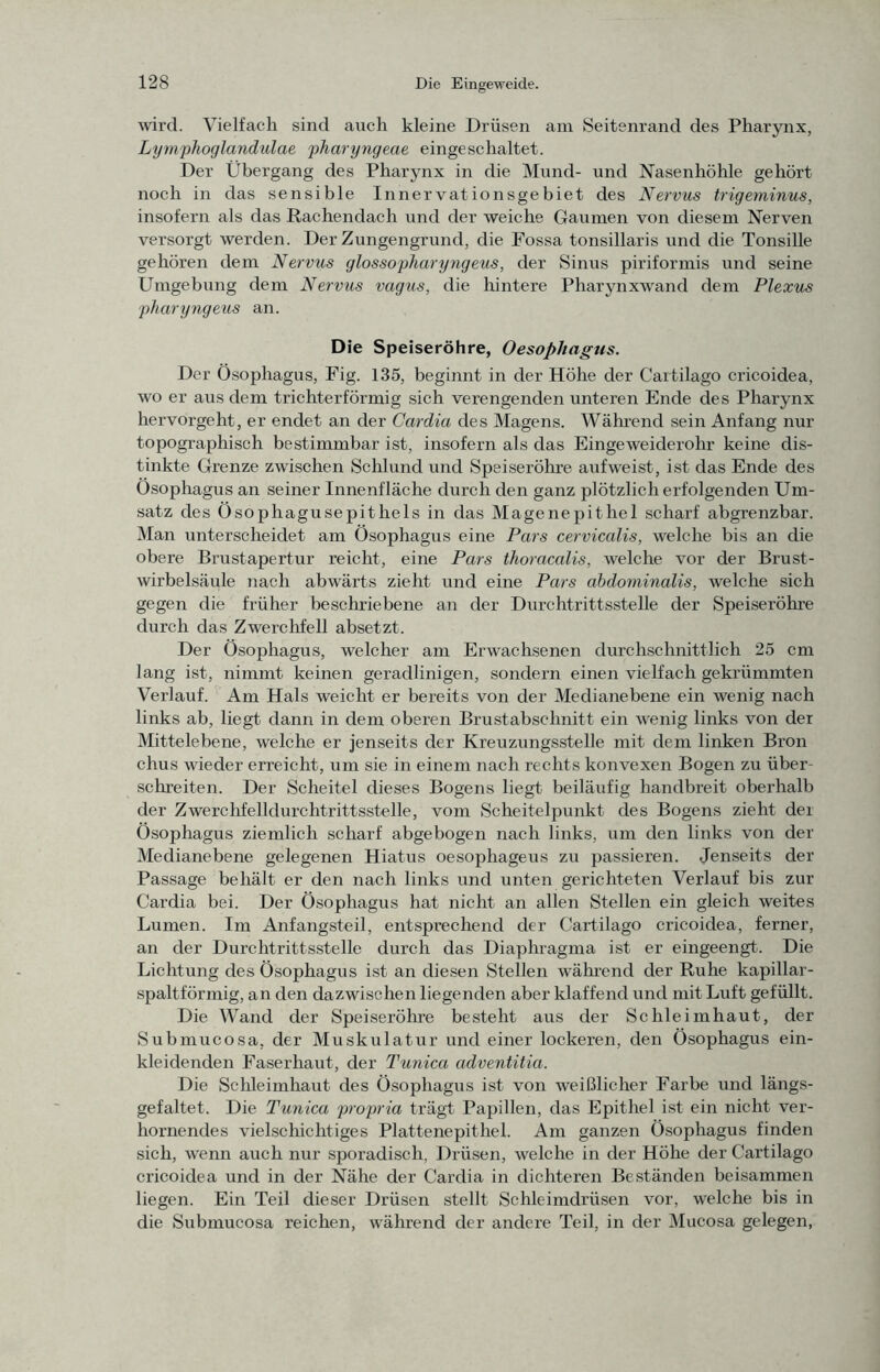 wird. Vielfach sind auch kleine Drüsen am Seitenrand des Pharynx, Lymphoglandulae pharyngeae eingeschaltet. Der Übergang des Pharynx in die Mund- und Nasenhöhle gehört noch in das sensible Innervationsgebiet des Nervus trigeminus, insofern als das Rachendach und der weiche Gaumen von diesem Nerven versorgt werden. Der Zungengrund, die Fossa tonsillaris und die Tonsille gehören dem Nervus glossopharyngeus, der Sinus piriformis und seine Umgebung dem Nervus vagus, die hintere Pharynxwand dem Plexus pharyngeus an. Die Speiseröhre, Oesophagus. Der Ösophagus, Fig. 135, beginnt in der Höhe der Cartilago cricoidea, wo er aus dem trichterförmig sich verengenden unteren Ende des Pharynx hervorgeht, er endet an der Cardia des Magens. Während sein Anfang nur topographisch bestimmbar ist, insofern als das Eingeweiderohr keine dis- tinkte Grenze zwischen Schlund und Speiserölu’e aufweist, ist das Ende des Ösophagus an seiner Innenfläche durch den ganz plötzlich erfolgenden Um- satz des Ösophagusepithels in das Magenepithel scharf abgrenzbar. Man unterscheidet am Ösophagus eine Pars cervicalis, welche bis an die obere Brustapertur reicht, eine Pars thoracalis, welche vor der Brust- wirbelsäule nach abwärts zieht und eine Pars abdominalis, welche sich gegen die früher besclnäebene an der Durchtrittsstelle der Speiseröhre durch das Zwerclrfell absetzt. Der Ösophagus, welcher am Erwachsenen durchschnittlich 25 cm lang ist, nimmt keinen geradlinigen, sondern einen vielfach gekrümmten Verlauf. Am Hals weicht er bereits von der Medianebene ein wenig nach links ab, liegt dann in dem oberen Brustabschnitt ein wenig links von der Mittelebene, welche er jenseits der Kreuzungsstelle mit dem linken Bron chus wieder erreicht, um sie in einem nach rechts konvexen Bogen zu über- schreiten. Der Scheitel dieses Bogens liegt beiläufig handbreit oberhalb der Zwerchfelldurchtrittsstelle, vom Scheitelpunkt des Bogens zieht der Ösophagus ziemlich scharf abgebogen nach links, um den links von der Medianebene gelegenen Hiatus oesophageus zu passieren. Jenseits der Passage behält er den nach links und unten gerichteten Verlauf bis zur Cardia bei. Der Ösophagus hat nicht an allen Stellen ein gleich weites Lumen. Im Anfangsteil, entsprechend der Cartilago cricoidea, ferner, an der Durchtrittsstelle durch das Diaphragma ist er eingeengt.. Die Lichtung des Ösophagus ist an diesen Stellen wähi’end der Ruhe kapillar- spaltförmig, an den dazwischen liegenden aber klaffend und mit Luft gefüllt. Die Wand der Speiseröhre besteht aus der Schleimhaut, der Submucosa, der Muskulatur und einer lockeren, den Ösophagus ein- kleidenden Faserhaut, der Tunica adventitia. Die Schleimhaut des Ösophagus ist von weißlicher Farbe und längs- gefaltet. Die Tunica propria trägt Papillen, das Epithel ist ein nicht ver- hornendes vielschichtiges Plattenepithel. Am ganzen Ösophagus finden sich, wenn auch nur sporadisch, Drüsen, welche in der Höhe der Cartilago cricoidea und in der Nähe der Cardia in dichteren Beständen beisammen liegen. Ein Teil dieser Drüsen stellt Schleimdrüsen vor, welche bis in die Submucosa reichen, während der andere Teil, in der Mucosa gelegen.