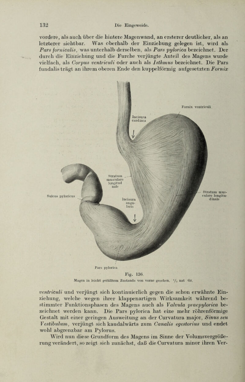 vordere, als auch über die hintere Magenwand, an ersterer deutlicher, als an letzterer sichtbar. Was oberhalb der Einziehung gelegen ist, wird als Pars fornicalis, was unterhalb derselben, als Pars pylorica hezeiclmei. Der durch die Einziehung und die Furche verjüngte Anteil des Magens voirde vielfach, als Corpus ventriculi oder auch als Isthmus bezeichnet. Die Pars fundalis trägt an ihrem oberen Ende den kuppelförmig aufgesetzten Fornix Pars pylorica Eig. 136. Magcu in leicht gefülltem Zustande von vorne gesehen. Vs “at ventriculi und verjüngt sich kontinuierlich gegen die schon erwähnte Ein- ziehung, welche wegen ihrer klappenartigen Wirksamkeit während be- .stimmter Funktionsphasen des Magens auch als Valvula praepylorica be- zeichnet werden kann. Die Pars pylorica hat eine mehr röhrenförmige Gestalt mit einer geringen Ausweitung an der Curvatura major, Sinus seu Vestibulum, verjüngt sich kaudalwärts zum Canalis egestorius und endet wohl abgrenzbar am Pylorus. Wird nun diese Grundform des Magens im Sinne der Volumsvergröße- rung verändert, so zeigt sich zunächst, daß die Curvatura minor ihren Ver-