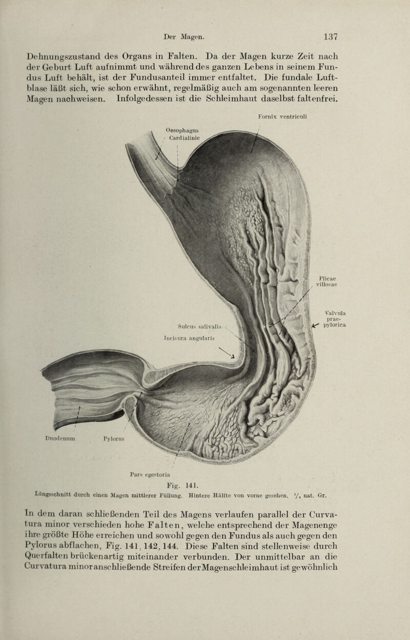 Delinungszustand des Organs in Falten. Da der Magen kurze Zeit nach der Geburt Luft aufnimmt und währenddes ganzen Lebens in seinem Fun- dus Luft behält, ist der Fundusanteil immer entfaltet. Die fundale Luft- blase läßt sich, wie schon erwähnt, regelmäßig auch am sogenannten leeren Magen nachweisen. Infolgedessen ist die Schleimhaut daselbst faltenfrei. Fornix ventriciili Pars egestoria Fig. 141. Längsschnitt durch einen Magen mittlerer Füllung. Hintere Hälfte von vorne gesehen. Vj nat. Gr. In dem daran schließenden Teil des Magens verlaufen parallel der Curva- tura minor verschieden hohe Falten, welche entsprechend der Magenenge ilrre gi’ößte Höhe erreichen und sowohl gegen den Fundus als auch gegen den Pylorus abflachen, Fig. 141,142,144. Diese Falten sind stellenweise durch Querfalten brückenartig miteinander verbunden. Der unmittelbar an die Curvatura minor anschließende Streifen der Magenschleimhaut ist gewöhnlich