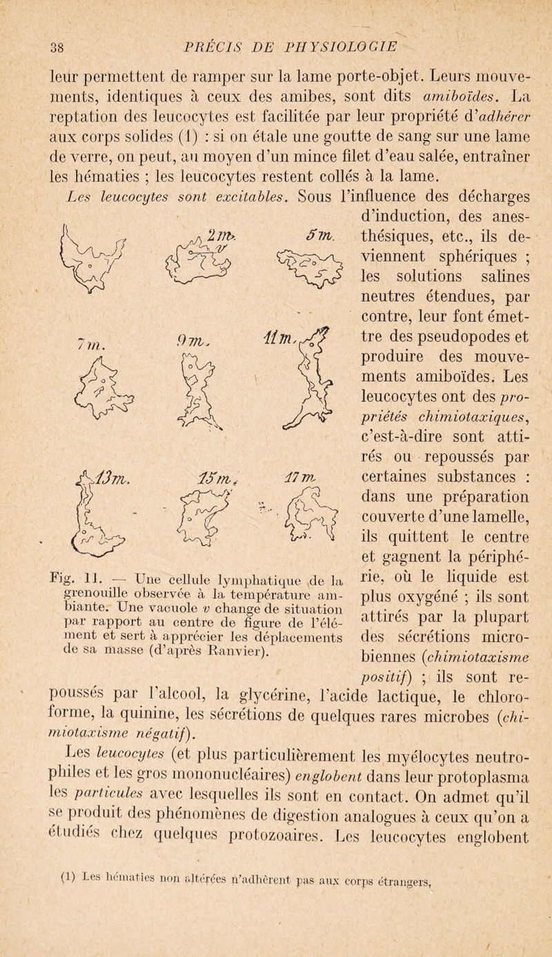 / m. 9 Tîl, iim. leur permettent de ramper sur la lame porte-objet. Leurs mouve¬ ments, identiques à ceux des amibes, sont dits amiboïdes. La reptation des leucocytes est facilitée par leur propriété d'adhérer aux corps solides (1) : si on étale une goutte de sang sur une lame de verre, on peut, au moyen d’un mince fdet d’eau salée, entraîner les hématies ; les leucocytes restent collés à la lame. Les leucocytes sont excitables. Sous l’influence des décharges d’induction, des anes¬ thésiques, etc., ils de¬ viennent sphériques ; les solutions salines neutres étendues, par contre, leur font émet¬ tre des pseudopodes et produire des mouve¬ ments amiboïdes. Les leucocytes ont des pro¬ priétés chimiotaxiques, c’est-à-dire sont atti¬ rés ou repoussés par certaines substances : dans une préparation couverte d’une lamelle, ils quittent le centre et gagnent la périphé- Lig. II. — Une cellule lymphatique cle la ti<3, OU le liquide est grenouille observée à la température am- plus oxygéné : ils sont mante. Une vacuole v change de situation i rdnmrl par rapport au centre de figure de Télé- dLLliei> pat la pmpail ment et sert à apprécier les déplacements des sécrétions micro- de sa masse (d apiès Ranviei). biennes (chimiotaxisme positif) ; ils sont re¬ poussés par l’alcool, la glycérine, l’acide lactique, le chloro¬ forme, la quinine, les sécrétions de quelques rares microbes {chi¬ miotaxisme négatif). Les leucocytes (et plus particulièrement les myélocytes neutro¬ philes et les gros mononucléaires) englobent dans leur protoplasma les particules avec lesquelles ils sont en contact. On admet qu’il se produit des phénomènes de digestion analogues à ceux qu’on a étudiés chez quelques protozoaires. Les leucocytes englobent LSrn 17 m. (1) hématies non alterces n’adlièrent pas aux corps étrangers,