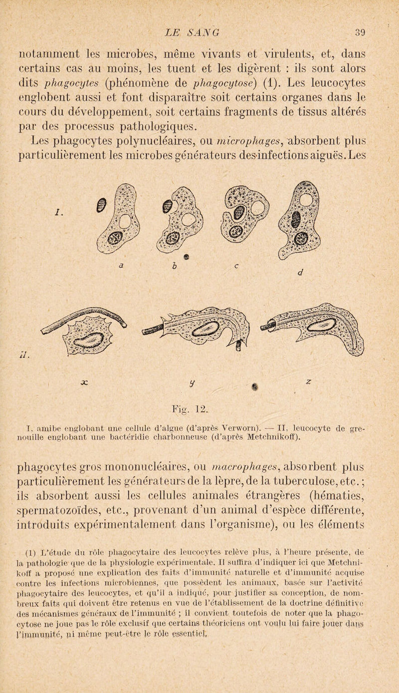 notamment les microbes, même vivants et virulents, et, dans certains cas au moins, les tuent et les digèrent : ils sont alors dits phagocytes (phénomène de phagocytose) (1). Les leucocytes englobent aussi et font disparaître soit certains organes dans le cours du développement, soit certains fragments de tissus altérés par des processus pathologiques. Les phagocytes polynucléaires, ou microphages, absorbent plus particulièrement les microbes générateurs désinfections aiguës. Les Fig. 12. T, amibe englobant une cellule d’algue (d’après Verworn). — II, leucocyte de gre¬ nouille englobant une bactéridie charbonneuse (d’après Metchnikoff). phagocytes gros mononucléaires, ou macrophages, absorbent plus particulièrement les générateurs de la lèpre, de la tuberculose, etc. ; ils absorbent aussi les cellules animales étrangères (hématies, spermatozoïdes, etc., provenant d’un animal d’espèce différente, introduits expérimentalement dans l’organisme), ou les éléments (1) L’étude du rôle phagocytaire des leucocytes relève plus, à l’heure présente, de la pathologie que de la physiologie expérimentale. Il suffira d’indiquer ici que Metchni- koff a proposé une explication des faits d’immunité naturelle et d’immunité acquise contre les infections microbiennes, que possèdent les animaux, basée sur l’activité phagocytaire des leucocytes, et qu’il a indiqué, pour justifier sa conception, de nom¬ breux faits qui doivent être retenus en vue de l’établissement de la doctrine définitive des mécanismes généraux de l’immunité ; il convient toutefois de noter que la phago¬ cytose ne joue pas le rôle exclusif que certains théoriciens ont voulu lui faire jouer daps l’immunité, pi même peut-être Je rôle essentiel,