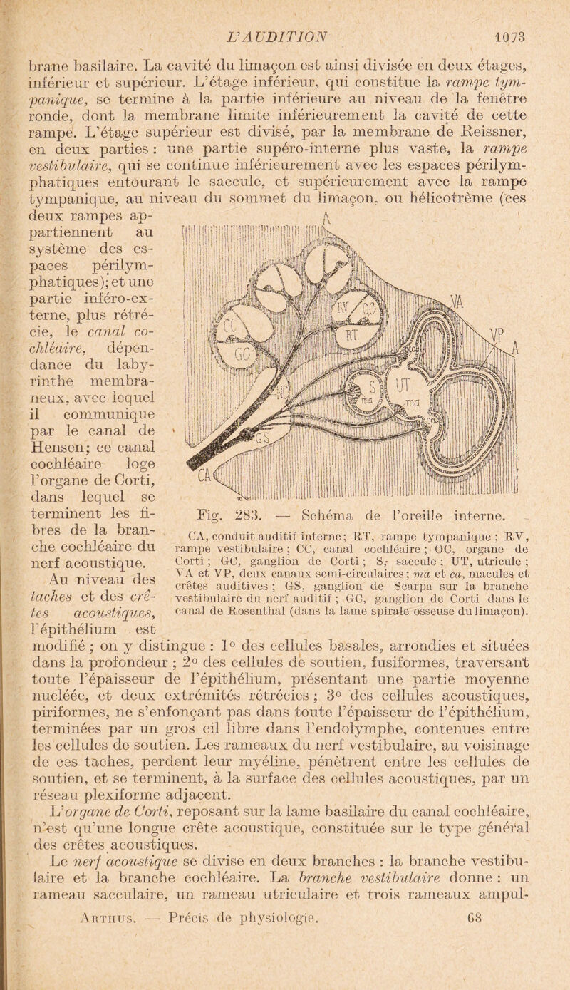 brane basilaire. La cavité du limaçon est ainsi divisée en deux étages, inférieur et supérieur. L’étage inférieur, qui constitue la rampe tym- pa?iique, se termine à la partie inférieure au niveau de la fenêtre ronde, dont la membrane limite inférieurement la cavité de cette rampe. L’étage supérieur est divisé, par la membrane de Reissner, en deux parties : une partie supéro-interne plus vaste, la rampe vestibulaire, qui se continue inférieurement avec les espaces périlym- phatiques entourant le saccule, et supérieurement avec la rampe tympanique, au niveau du sommet du limaçon, ou hélicotrème (ces deux rampes apJ partiennent au système des es¬ paces périlym- phatiques); et une partie inféro- ex¬ terne, plus rétré¬ cie, le canal co- chléaire, dépen¬ dance du laby¬ rinthe membra¬ neux, avec lequel il communique par le canal de Hensen; ce canal cochléaire loge l’organe de Corti, dans lequel se terminent les fi¬ bres de la bran¬ che cochléaire du nerf acoustique. Au niveau des taches et des crê¬ tes acoustiques, l’épithélium est modifié ; on y distingue : 1° des cellules basales, arrondies et situées dans la profondeur ; 2° des cellules de soutien, fusiformes, traversant toute l’épaisseur de l’épithélium, présentant une partie moyenne nucléée, et deux extrémités rétrécies ; 3° des cellules acoustiques, piriformes, ne s’enfonçant pas dans toute l’épaisseur de l’épithélium, terminées par un gros cil libre dans l’endolymphe, contenues entre les cellules de soutien. Les rameaux du nerf vestibulaire, au voisinage de ces taches, perdent leur myéline, pénètrent entre les cellules de soutien, et se terminent, à la surface des cellules acoustiques, par un réseau plexiforme adjacent. JJ organe de Corti, reposant sur la lame basilaire du canal cochléaire, n’-est qu’une longue crête acoustique, constituée sur le type général des crêtes acoustiques. Le nerf acoustique se divise en deux branches : la branche vestibu¬ laire et la branche cochléaire. La branche vestibulaire donne : un rameau sacculaire, un rameau utriculaire et trois rameaux ampul- Artiius. — Précis de physiologie. G8 Fig. 283. Schéma de l’oreille interne. CA, conduit auditif interne ; RT, rampe tympanique; RV, rampe vestibulaire ; CC, canal cochléaire ; OC, organe de Corti ; GG, ganglion de Corti ; S,- saccule ; UT, utricule ; VA et VP, deux canaux semi-circulaires ; ma et ca, macules et crêtes auditives ; GS, ganglion de Scarpa sur la branche vestibulaire du nerf auditif ; GC, ganglion de Corti dans le canal de Rosenthal (dans la lame spirale osseuse du limaçon).