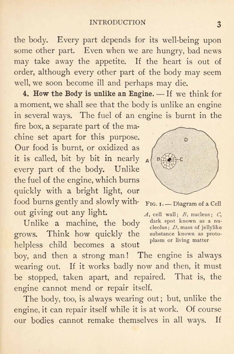 the body. Every part depends for its well-being upon some other part. Even when we are hungry, bad news may take away the appetite. If the heart is out of order, although every other part of the body may seem well, we soon become ill and perhaps may die. 4. How the Body is unlike an Engine. — If we think for a moment, we shall see that the body is unlike an engine in several ways. The fuel of an engine is burnt in the fire box, a separate part of the ma- chine set apart for this purpose. Our food is burnt, or oxidized as it is called, bit by bit in nearly every part of the body. Unlike the fuel of the engine, which burns quickly with a bright light, our food burns gently and slowly with- out giving out any light. Unlike a machine, the body grows. Think how quickly the helpless child becomes a stout boy, and then a strong man! The engine is always wearing out. If it works badly now and then, it must be stopped, taken apart, and repaired. That is, the engine cannot mend or repair itself. The body, too, is always wearing out; but, unlike the engine, it can repair itself while it is at work. Of course our bodies cannot remake themselves in all ways. If A, cell wall; B, nucleus; C., dark spot known as a nu- cleolus; B>, mass of jellylike substance known as proto- plasm or living matter