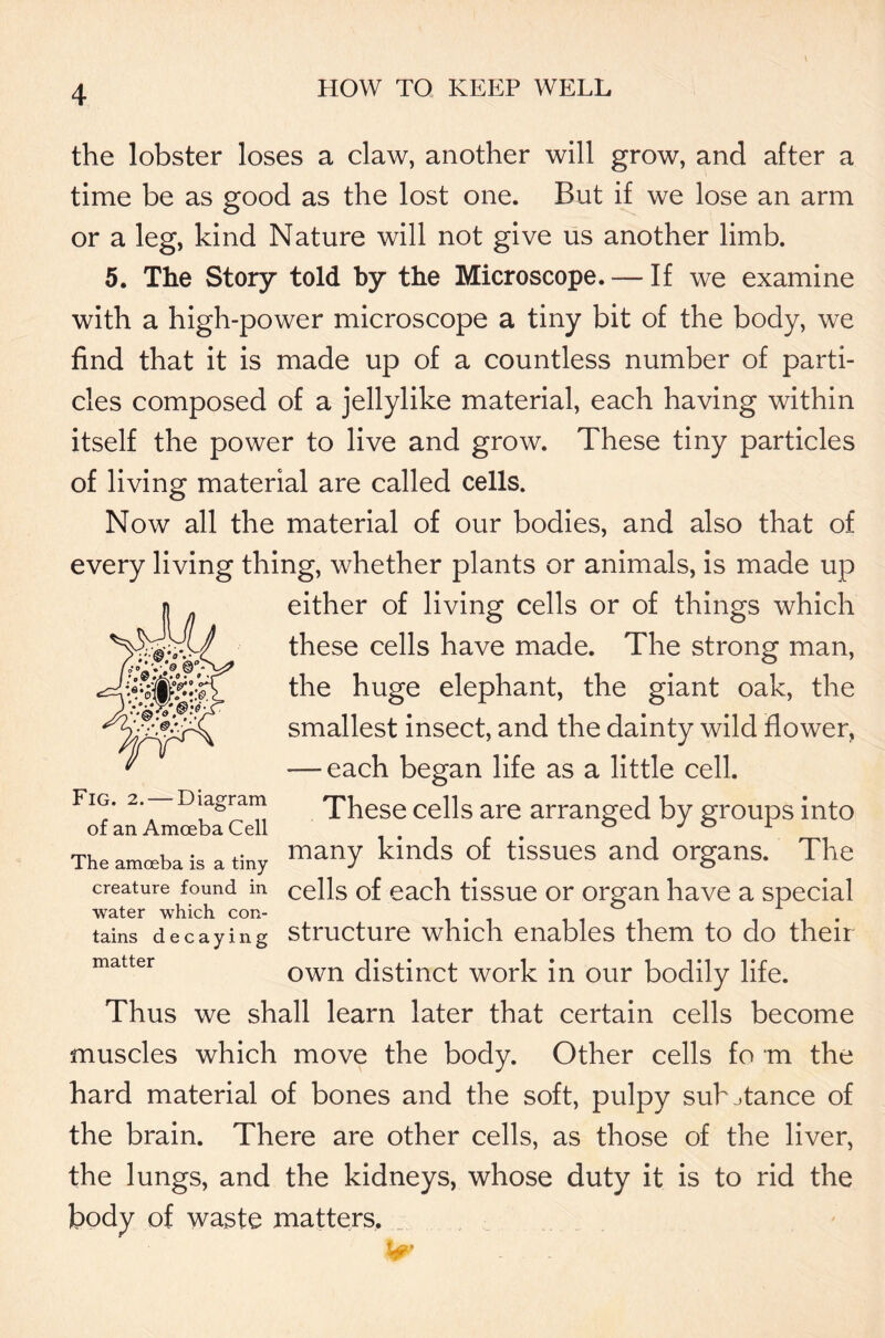 the lobster loses a claw, another will grow, and after a time be as good as the lost one. But if we lose an arm or a leg, kind Nature will not give us another limb. 5. The Story told by the Microscope. — If we examine with a high-power microscope a tiny bit of the body, we find that it is made up of a countless number of parti- cles composed of a jellylike material, each having within itself the power to live and grow. These tiny particles of living material are called cells. Now all the material of our bodies, and also that of every living thing, whether plants or animals, is made up either of living cells or of things which these cells have made. The strong man, the huge elephant, the giant oak, the smallest insect, and the dainty wild flower, — each began life as a little cell. These cells are arranged by groups into many kinds of tissues and organs. The cells of each tissue or organ have a special water which con- . tains decaying structure which enables them to do their matter own distinct work in our bodily life. Thus we shall learn later that certain cells become muscles which move the body. Other cells fo m the hard material of bones and the soft, pulpy substance of the brain. There are other cells, as those of the liver, the lungs, and the kidneys, whose duty it is to rid the body of waste matters. Fig. 2. of an Amoeba Cell D iagram The amoeba is a tiny creature found in