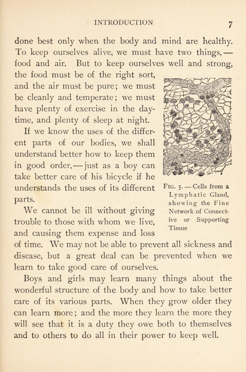 done best only when the body and mind are healthy. To keep ourselves alive, we must have two things,— food and air. But to keep ourselves well and strong, the food must be of the right sort, and the air must be pure; we must be cleanly and temperate; we must have plenty of exercise in the day- time, and plenty of sleep at night. If we know the uses of the differ- ent parts of our bodies, we shall understand better how to keep them in good order,— just as a boy can take better care of his bicycle if he understands the uses of its different parts. We cannot be ill without giving trouble to those with whom we live, and causing them expense and loss of time. We may not be able to prevent all sickness and disease, but a great deal can be prevented when we learn to take good care of ourselves. Boys and girls may learn many things about the wonderful structure of the body and how to take better care of its various parts. When they grow older they can learn more; and the more they learn the more they will see that it is a duty they owe both to themselves and to others to do all in their power to keep well. Fig. 5. — Cells from a Lymphatic Gland, showing the Fine Network of Connect- ive or Supporting Tissue