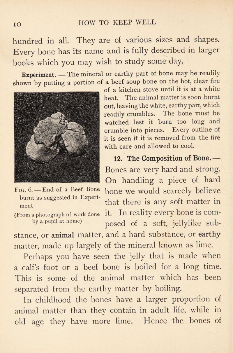 IO hundred in all. They are of various sizes and shapes. Every bone has its name and is fully described in larger books which you may wish to study some day. Experiment. — The mineral or earthy part of bone may be readily shown by putting a portion of a beef soup bone on the hot, clear fire of a kitchen stove until it is at a white heat. The animal matter is soon burnt out, leaving the white, earthy part, which readily crumbles. The bone must be watched lest it burn too long and crumble into pieces. Every outline of it is seen if it is removed from the fire with care and allowed to cool. 12. The Composition of Bone.— Bones are very hard and strong. On handling a piece of hard Fig. 6. — End of a Beef Bone kone we would scarcely believe burnt as suggested in Experi- . . r . , s that there is any soft matter m (From a photograph of work done it. I n reality every bone is com- by a pupil at home) posed of a soft, jellylike sub- stance, or animal matter, and a hard substance, or earthy matter, made up largely of the mineral known as lime. Perhaps you have seen the jelly that is made when a calf’s foot or a beef bone is boiled for a long time. This is some of the animal matter which has been separated from the earthy matter by boiling. In childhood the bones have a larger proportion of animal matter than they contain in adult life, while in old age they have more lime. Hence the bones of