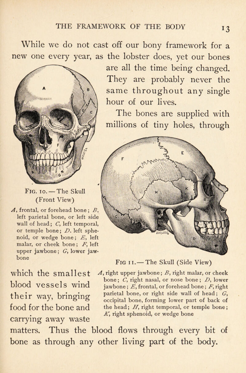 *3 While we do not cast off our bony framework for a new one every year, as the lobster does, yet our bones are all the time being changed. They are probably never the same throughout any single hour of our lives. The bones are supplied with millions of tiny holes, through Fig. 10. — The Skull (Front View) A, frontal, or forehead bone ; B, left parietal bone, or left side wall of head; C, left temporal, or temple bone; D, left sphe- noid, or wedge bone; E, left malar, or cheek bone; F, left upper jawbone; G, lower jaw- bone Fig ii.~ The Skull (Side View) which the smallest A* right upper jawbone; B, right malar, or cheek bone; C, right nasal, or nose bone ; Z>, lower jawbone; E, frontal, or forehead bone; E, right parietal bone, or right side wall of head; G, occipital bone, forming lower part of back of the head; H, right temporal, or temple bone; JG, right sphenoid, or wedge bone blood vessels wind their way, bringing food for the bone and carrying away waste matters. Thus the blood flows through every bit of bone as through any other living part of the body.
