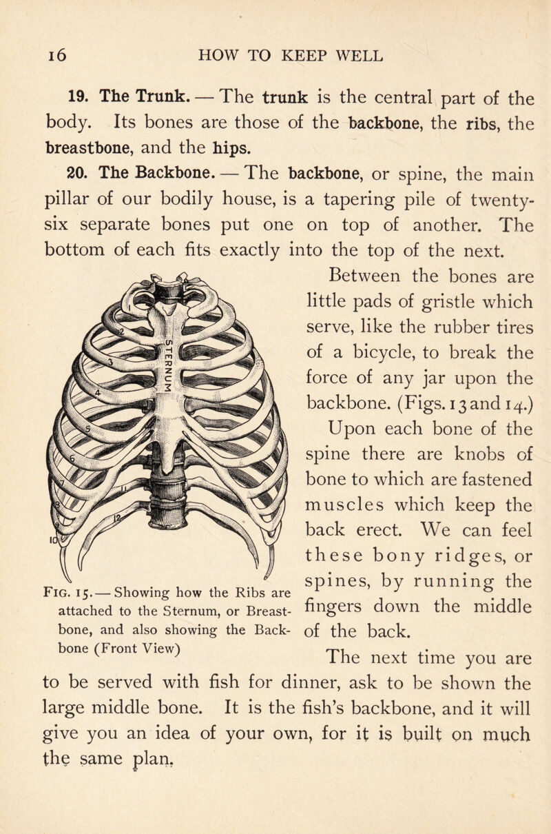 19. The Trunk. — The trunk is the central part of the body. Its bones are those of the backbone, the ribs, the breastbone, and the hips. 20. The Backbone. — The backbone, or spine, the main pillar of our bodily house, is a tapering pile of twenty- six separate bones put one on top of another. The bottom of each fits exactly into the top of the next. Between the bones are little pads of gristle which serve, like the rubber tires of a bicycle, to break the force of any jar upon the backbone. (Figs. 13 and 14.) Upon each bone of the spine there are knobs of bone to which are fastened muscles which keep the back erect. We can feel these bony ridges, or spines, by running the fingers down the middle of the back. The next time you are to be served with fish for dinner, ask to be shown the large middle bone. It is the fish’s backbone, and it will give you an idea of your own, for it is built on much the same plan. Fig. 15.— Showing how the Ribs are attached to the Sternum, or Breast- bone, and also showing the Back- bone (Front View)