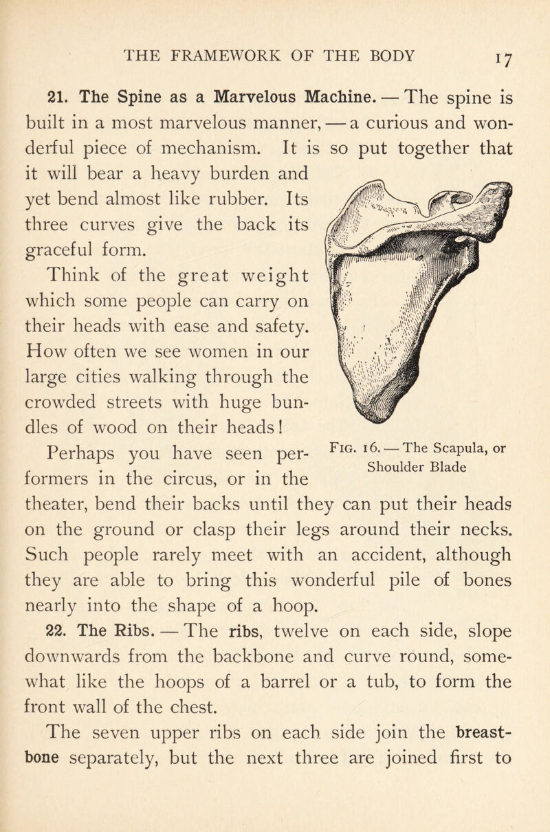 21. The Spine as a Marvelous Machine. — The spine is built in a most marvelous manner, — a curious and won- derful piece of mechanism. It is so put together that it will bear a heavy burden and yet bend almost like rubber. Its three curves give the back its graceful form. Think of the great weight which some people can carry on their heads with ease and safety. How often we see women in our large cities walking through the crowded streets with huge bun- dles of wood on their heads! Perhaps you have seen per- formers in the circus, or in the theater, bend their backs until they can put their heads on the ground or clasp their legs around their necks. Such people rarely meet with an accident, although they are able to bring this wonderful pile of bones nearly into the shape of a hoop. 22. The Ribs. — The ribs, twelve on each side, slope downwards from the backbone and curve round, some- what like the hoops of a barrel or a tub, to form the front wall of the chest. The seven upper ribs on each side join the breast- bone separately, but the next three are joined first to Fig. 16. — The Scapula, or Shoulder Blade