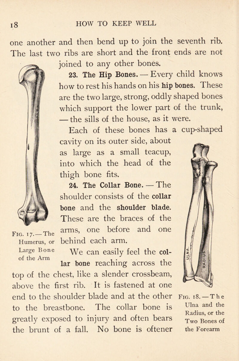 one another and then bend up to join the seventh rib. The last two ribs are short and the front ends are not joined to any other bones. 23. The Hip Bones. — Every child knows how to rest his hands on his hip bones. These are the two large, strong, oddly shaped bones which support the lower part of the trunk, — the sills of the house, as it were. Each of these bones has a cup-shaped cavity on its outer side, about as large as a small teacup, into which the head of the thigh bone fits. 24. The Collar Bone. — The shoulder consists of the collar hone and the shoulder blade. These are the braces of the „ arms, one before and one behind each arm. We can easily feel the col- lar bone reaching across the top of the chest, like a slender crossbeam, above the first rib. It is fastened at one end to the shoulder blade and at the other fig. 18. —The to the breastbone. The collar bone is ulna and the . . Radius, or the greatly exposed to injury and often bears Two Bones of the brunt of a fall. No bone is oftener the Forearm Humerus, or Large Bone of the Arm