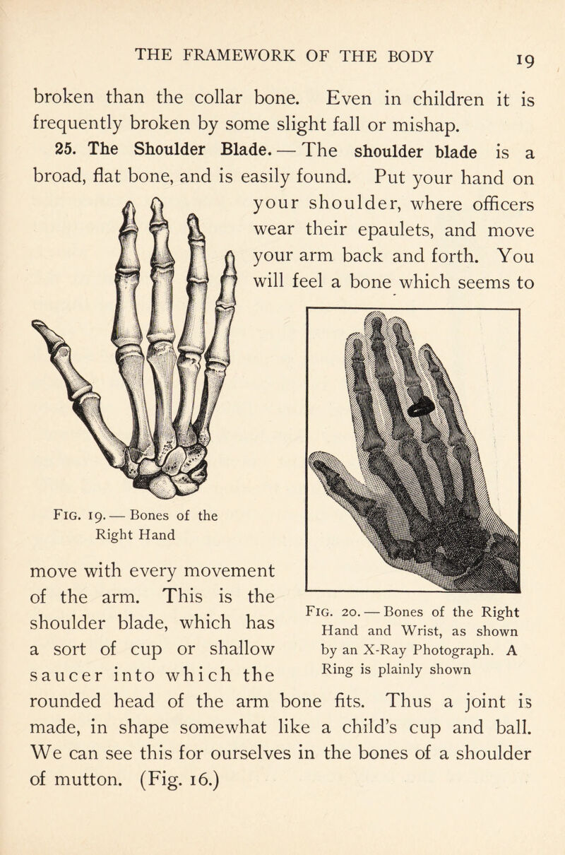 broken than the collar bone. Even in children it is frequently broken by some slight fall or mishap. 25. The Shoulder Blade. —- The shoulder blade is a broad, flat bone, and is easily found. Put your hand on your shoulder, where officers wear their epaulets, and move your arm back and forth. You will feel a bone which seems to Fig. 19.— Bones of the Right Hand move with every movement of the arm. This is the shoulder blade, which has a sort of cup or shallow saucer into which the Fig. 20. — Bones of the Right Hand and Wrist, as shown by an X-Ray Photograph. A Ring is plainly shown rounded head of the arm bone fits. Thus a joint is made, in shape somewhat like a child’s cup and ball. We can see this for ourselves in the bones of a shoulder of mutton. (Fig. 16.)