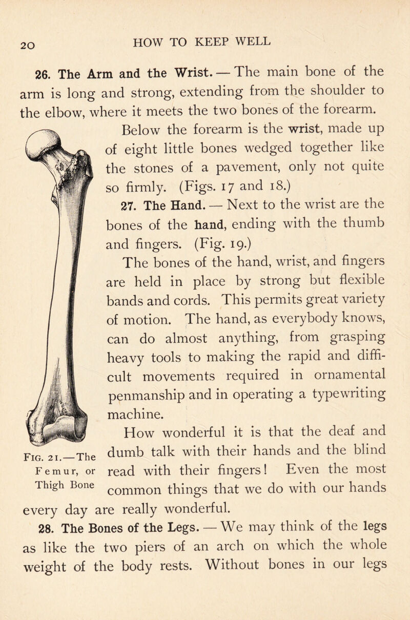 26. The Arm and the Wrist. — The main bone of the arm is long and strong, extending from the shoulder to the elbow, where it meets the two bones of the forearm. Below the forearm is the wrist, made up of eight little bones wedged together like the stones of a pavement, only not quite so firmly. (Figs. 17 and 18.) 27. The Hand. — Next to the wrist are the bones of the hand, ending with the thumb and fingers. (Fig. 19.) The bones of the hand, wrist, and fingers are held in place by strong but flexible bands and cords. This permits great variety of motion. The hand, as everybody knows, can do almost anything, from grasping heavy tools to making the rapid and diffi- cult movements required in ornamental penmanship and in operating a typewriting machine. How wonderful it is that the deaf and dumb talk with their hands and the blind Femur, or read with their fingers! Even the most Thigh Bone c0mm0n things that we do with our hands every day are really wonderful. 28. The Bones of the Legs. — We may think of the legs as like the two piers of an arch on which the whole weight of the body rests. Without bones in our legs Fig. 21.—The