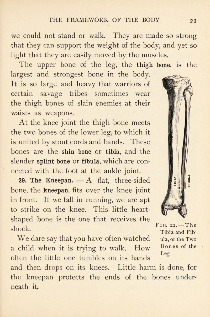 we could not stand or walk. They are made so strong that they can support the weight of the body, and yet so light that they are easily moved by the muscles. The upper bone of the leg, the thigh bone, is the largest and strongest bone in the body. It is so large and heavy that warriors of certain savage tribes sometimes wear the thigh bones of slain enemies at their waists as weapons. At the knee joint the thigh bone meets the two bones of the lower leg, to which it is united by stout cords and bands. These bones are the shin bone or tibia, and the slender splint bone or fibula, which are con- nected with the foot at the ankle joint. 29. The Kneepan. — A flat, three-sided bone, the kneepan, fits over the knee joint in front. If we fall in running, we are apt to strike on the knee. This little heart- shaped bone is the one that receives the Fig. 22. — The Tibia and Fib- shock. We dare say that you have often watched ula, or the Two Bones of the Leg a child when it is trying to walk. How often the little one tumbles on its hands and then drops on its knees. Little harm is done, for the kneepan protects the ends of the bones under- neath it.