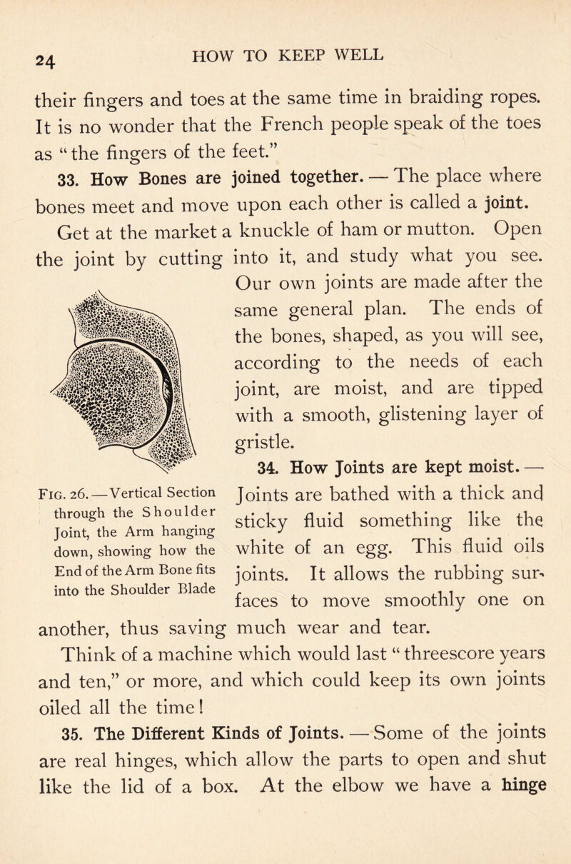 their fingers and toes at the same time in braiding ropes. It is no wonder that the French people speak of the toes as “the fingers of the feet.” 33. How Bones are joined together. — The place where bones meet and move upon each other is called a joint. Get at the market a knuckle of ham or mutton. Open the joint by cutting into it, and study what you see. Our own joints are made after the same general plan. The ends of the bones, shaped, as you will see, according to the needs of each joint, are moist, and are tipped with a smooth, glistening layer of gristle. 34. How Joints are kept moist. — Joints are bathed with a thick and sticky fluid something like the white of an egg. This fluid oils joints. It allows the rubbing sur- faces to move smoothly one on another, thus saving much wear and tear. Think of a machine which would last “ threescore years and ten,” or more, and which could keep its own joints oiled all the time! 35. The Different Kinds of Joints. — Some of the joints are real hinges, which allow the parts to open and shut like the lid of a box. At the elbow we have a hinge Fig. 26.—Vertical Section through the Shoulder Joint, the Arm hanging down, showing how the End of the Arm Bone fits into the Shoulder Blade