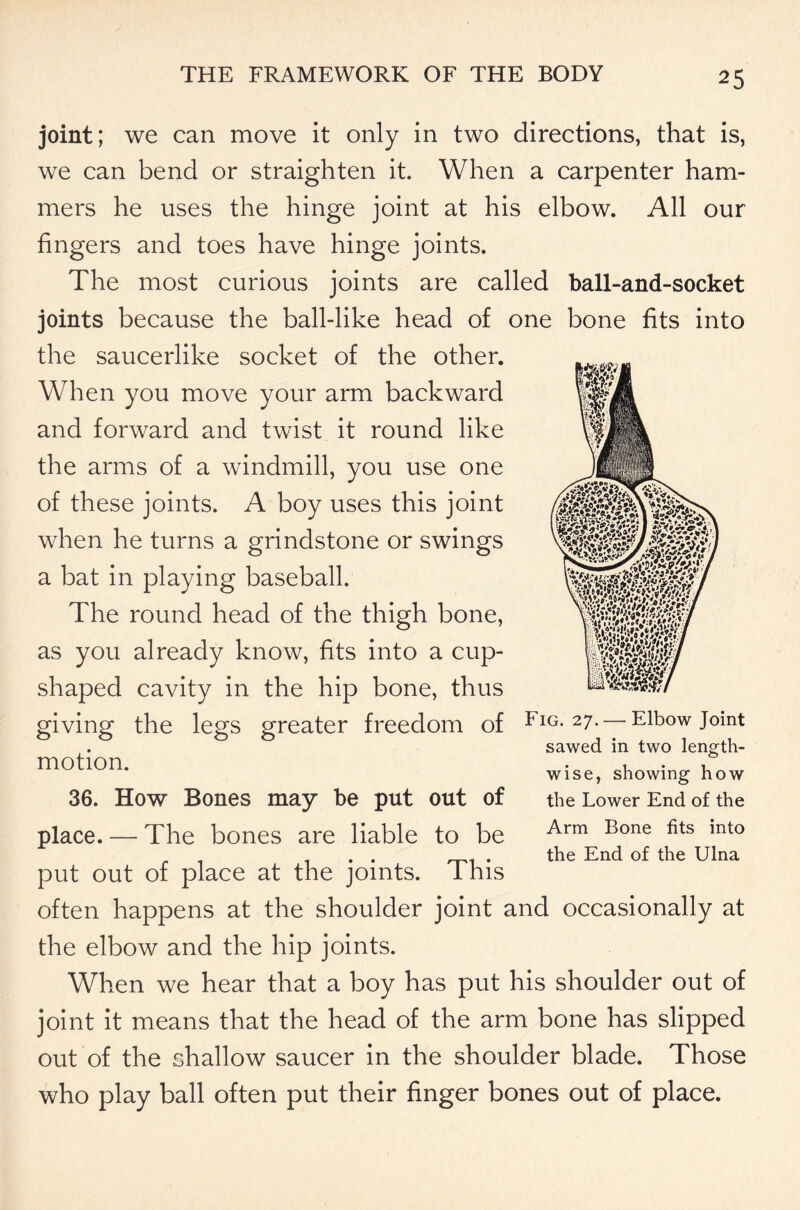 joint; we can move it only in two directions, that is, we can bend or straighten it. When a carpenter ham- mers he uses the hinge joint at his elbow. All our fingers and toes have hinge joints. The most curious joints are called ball-and-socket joints because the ball-like head of one bone fits into the saucerlike socket of the other. When you move your arm backward and forward and twist it round like the arms of a windmill, you use one of these joints. A boy uses this joint when he turns a grindstone or swings a bat in playing baseball. The round head of the thigh bone, as you already know, fits into a cup- shaped cavity in the hip bone, thus giving the legs greater freedom of Eig. 27. — Elbow joint motion. 36. How Bones may be put out of place. — The bones are liable to be put out of place at the joints. This often happens at the shoulder joint and occasionally at the elbow and the hip joints. When we hear that a boy has put his shoulder out of joint it means that the head of the arm bone has slipped out of the shallow saucer in the shoulder blade. Those who play ball often put their finger bones out of place. sawed in two length- wise, showing how the Lower End of the Arm Bone fits into the End of the Ulna