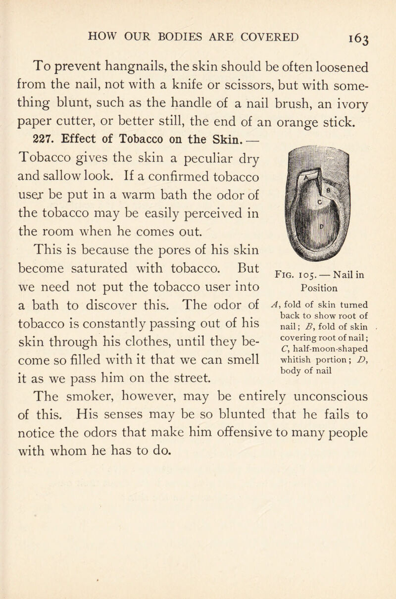 To prevent hangnails, the skin should be often loosened from the nail, not with a knife or scissors, but with some- thing blunt, such as the handle of a nail brush, an ivory paper cutter, or better still, the end of an orange stick. 227. Effect of Tobacco on the Skin. — Tobacco gives the skin a peculiar dry and sallow look. If a confirmed tobacco usex be put in a warm bath the odor of the tobacco may be easily perceived in the room when he comes out. This is because the pores of his skin become saturated with tobacco. But we need not put the tobacco user into a bath to discover this. The odor of tobacco is constantly passing out of his skin through his clothes, until they be- come so filled with it that we can smell it as we pass him on the street. The smoker, however, may be entirely unconscious of this. His senses may be so blunted that he fails to notice the odors that make him offensive to many people with whom he has to do. Fig. 105. — Nail in Position A, fold of skin turned back to show root of nail; B, fold of skin covering root of nail; C, half-moon-shaped whitish portion; £>, body of nail