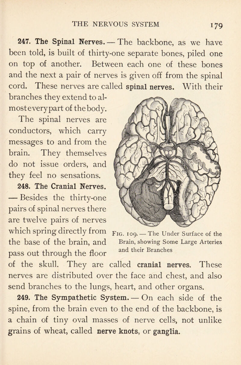 247. The Spinal Nerves. — The backbone, as we have been told, is built of thirty-one separate bones, piled one on top of another. Between each one of these bones and the next a pair of nerves is given off from the spinal cord. These nerves are called spinal nerves. With their branches they extend to al- most every part of the body. The spinal nerves are conductors, which carry messages to and from the brain. They themselves do not issue orders, and they feel no sensations. 248. The Cranial Nerves. — Besides the thirty-one pairs of spinal nerves there are twelve pairs of nerves which spring directly from the base of the brain, and pass out through the floor of the skull. They are called cranial nerves. These nerves are distributed over the face and chest, and also send branches to the lungs, heart, and other organs. 249. The Sympathetic System. — On each side of the spine, from the brain even to the end of the backbone, is a chain of tiny oval masses of nerve cells, not unlike grains of wheat, called nerve knots, or ganglia. Fig. 109.—-The Under Surface of the Brain, showing Some Large Arteries and their Branches
