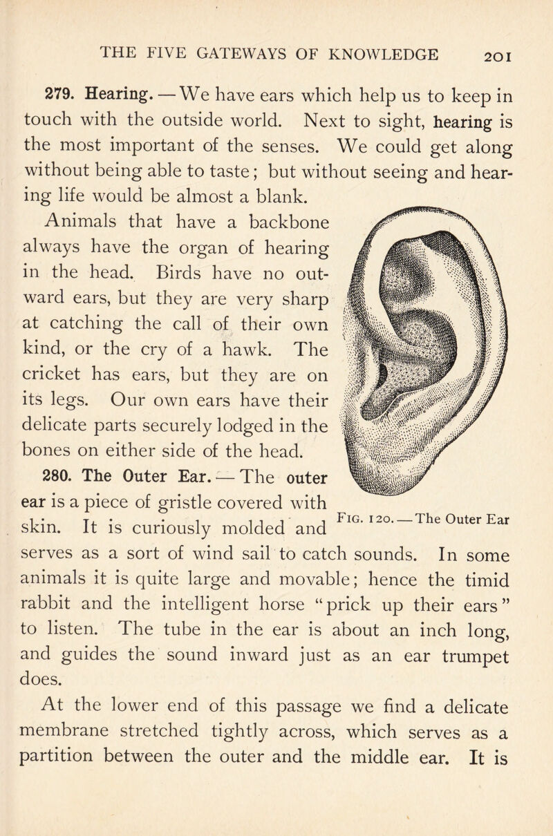 279. Hearing. —We have ears which help us to keep in touch with the outside world. Next to sight, hearing is the most important of the senses. We could get along without being able to taste; but without seeing and hear- ing life would be almost a blank. Animals that have a backbone always have the organ of hearing in the head. Birds have no out- ward ears, but they are very sharp at catching the call of their own kind, or the cry of a hawk. The cricket has ears, but they are on its legs. Our own ears have their delicate parts securely lodged in the bones on either side of the head. 280. The Outer Ear. — The outer ear is a piece of gristle covered with skin. It is curiously molded and serves as a sort of wind sail to catch sounds. In some animals it is quite large and movable; hence the timid rabbit and the intelligent horse “ prick up their ears ” to listen. The tube in the ear is about an inch long, and guides the sound inward just as an ear trumpet does. At the lower end of this passage we find a delicate membrane stretched tightly across, which serves as a partition between the outer and the middle ear. It is Fig. 120 The Outer Ear