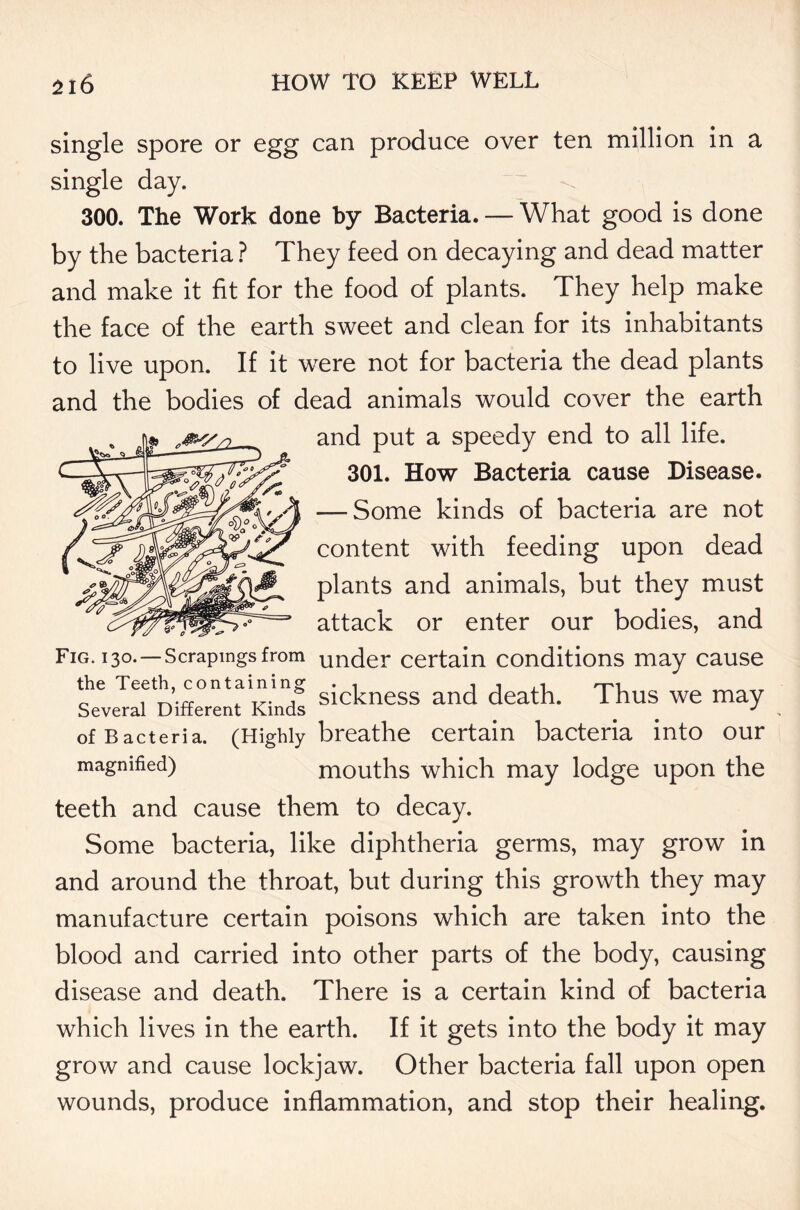 single spore or egg can produce over ten million in a single day. 300. The Work done by Bacteria. — What good is done by the bacteria ? They feed on decaying and dead matter and make it fit for the food of plants. They help make the face of the earth sweet and clean for its inhabitants to live upon. If it were not for bacteria the dead plants and the bodies of dead animals would cover the earth and put a speedy end to all life. 301. How Bacteria cause Disease. — Some kinds of bacteria are not content with feeding upon dead plants and animals, but they must attack or enter our bodies, and Fig. 130.—Scrapings from under certain conditions may cause the Teeth, containing s*cpness anc[ ^eath. Thus we may Several Different Kinds . # J of Bacteria. (Highly breathe certain bacteria into our magnified) mouths which may lodge upon the teeth and cause them to decay. Some bacteria, like diphtheria germs, may grow in and around the throat, but during this growth they may manufacture certain poisons which are taken into the blood and carried into other parts of the body, causing disease and death. There is a certain kind of bacteria which lives in the earth. If it gets into the body it may grow and cause lockjaw. Other bacteria fall upon open wounds, produce inflammation, and stop their healing.