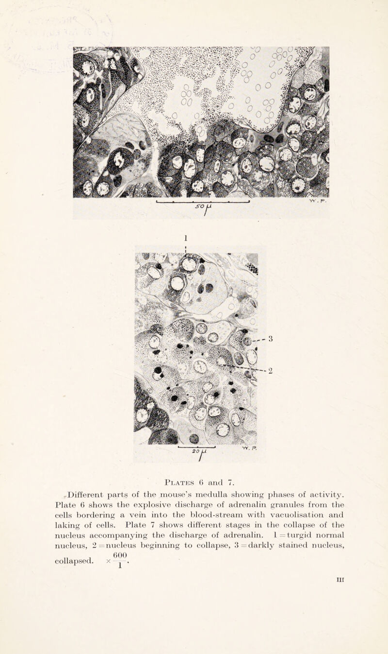 Different parts of the mouse’s medulla showing phases of activity. Plate 6 shows the explosive discharge of adrenalin granules from the cells bordering a vein into the blood-stream with vacuolisation and laking of cells. Plate 7 shows different stages in the collapse of the nucleus accompanying the discharge of adrenalin. 1 = turgid normal nucleus, 2= nucleus beginning to collapse, 3= darkly stained nucleus, collapsed. 600 ill