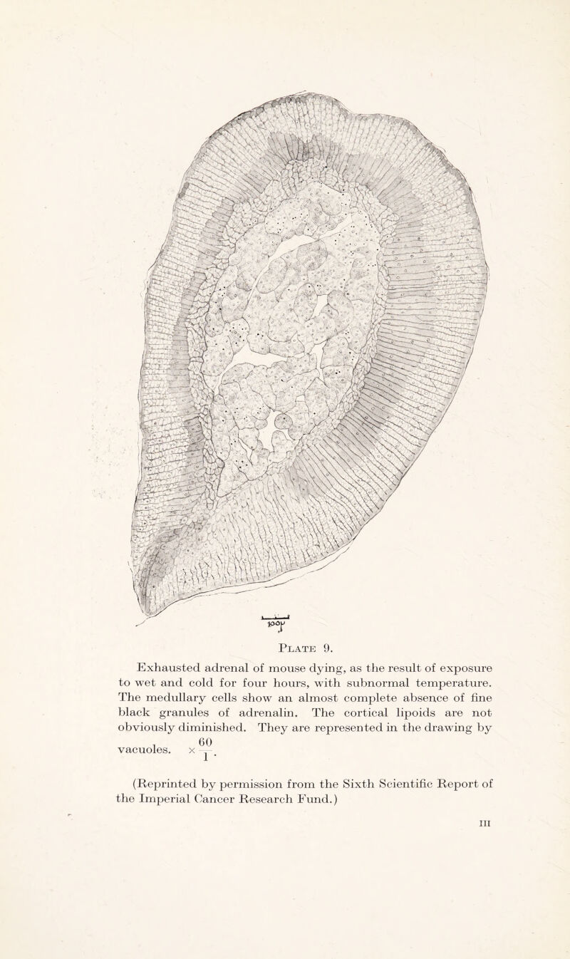 Exhausted adrenal of mouse dying, as the result of exposure to wet and cold for four hours, with subnormal temperature. The medullary cells show an almost complete absence of fine black granules of adrenalin. The cortical lipoids are not obviously diminished. They are represented in the drawing by vacuoles. 60 XT- (Reprinted by permission from the Sixth Scientific Report of the Imperial Cancer Research Fund.)