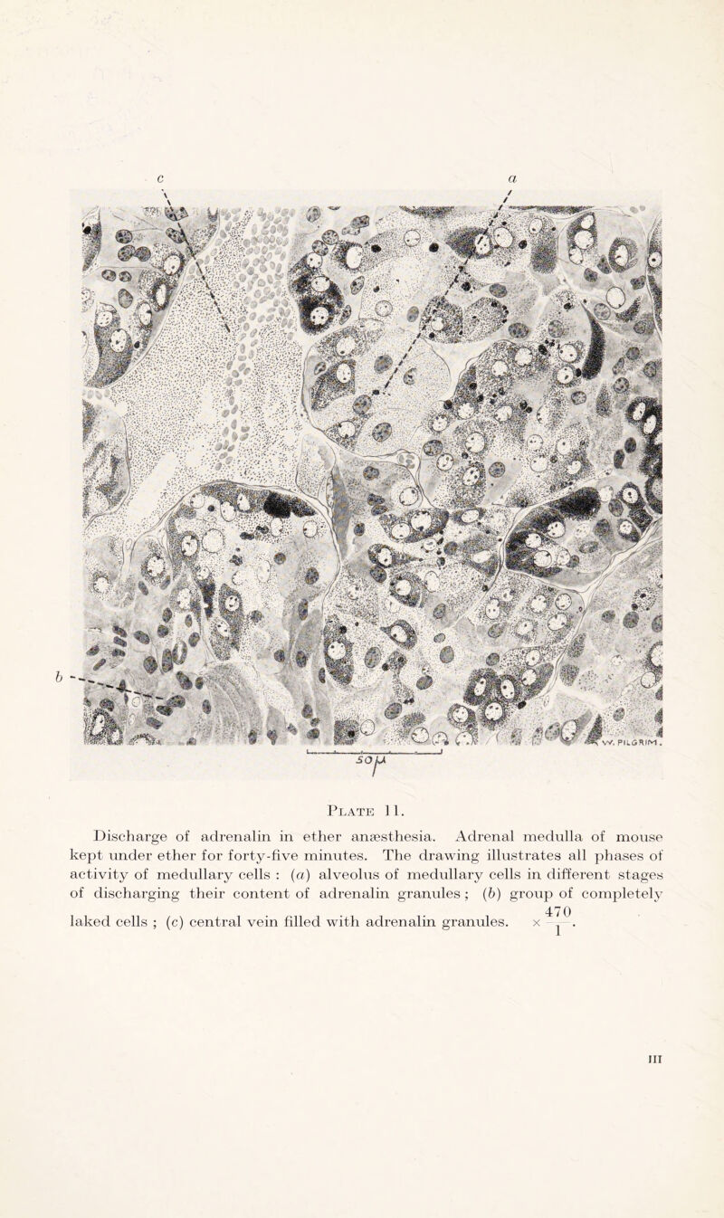 b - Plate 11. Discharge of adrenalin in ether anaesthesia. Adrenal medulla of mouse kept under ether for forty-five minutes. The drawing illustrates all phases of activity of medullary cells : (a) alveolus of medullary cells in different stages of discharging their content of adrenalin granules ; (b) group of completely 470 laked cells ; (c) central vein filled with adrenalin granules. x .