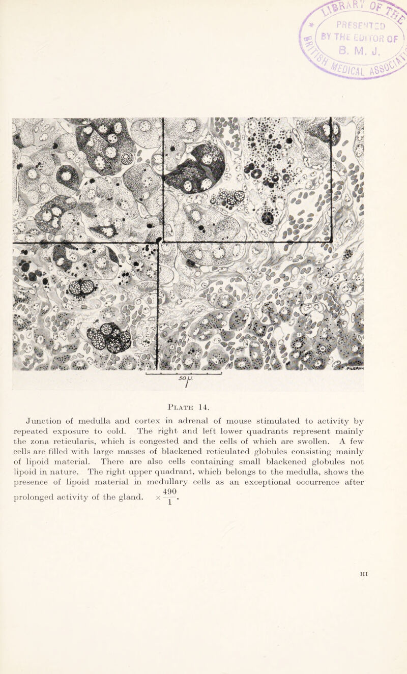 Junction of medulla and cortex in adrenal of mouse stimulated to activity by repeated exposure to cold. The right and left lower quadrants represent mainly the zona reticularis, which is congested and the cells of which are swollen. A few cells are filled with large masses of blackened reticulated globules consisting mainly of lipoid material. There are also cells containing small blackened globules not lipoid in nature. The right upper quadrant, which belongs to the medulla, shows the presence of lipoid material in medullary cells as an exceptional occurrence after 490 prolonged activity of the gland. x —r—.