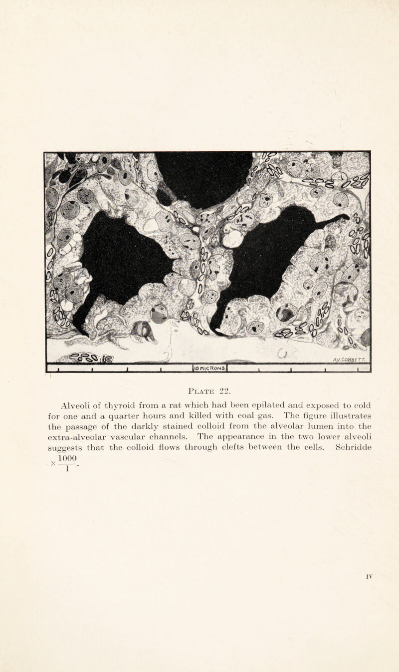 Alveoli of thyroid from a rat which had been epilated and exjDosed to cold for one and a quarter hours and killed with coal gas. The figure illustrates the passage of the darkly stained colloid from the alveolar lumen into the extra-alveolar vascular channels. The appearance in the two lower alveoli suggests that the colloid flows through clefts between the cells. Schridde 1000