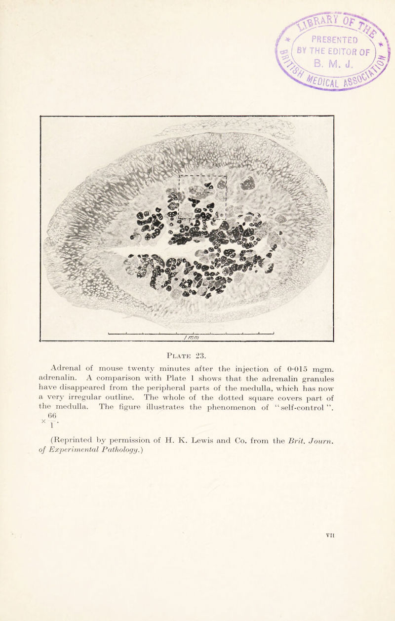 Adrenal of mouse twenty minutes after the injection of 0-015 mgm. adrenalin. A comparison with Plate 1 shows that the adrenalin granules have disappeared from the peripheral parts of the medulla, which has now a very irregular outline. The whole of the dotted square covers part of the medulla. The figure illustrates the phenomenon of “self-control”. 66 x r (Reprinted by permission of H. K. Lewis and Co. from the Brit. Journ. of Experimental Pathology.)