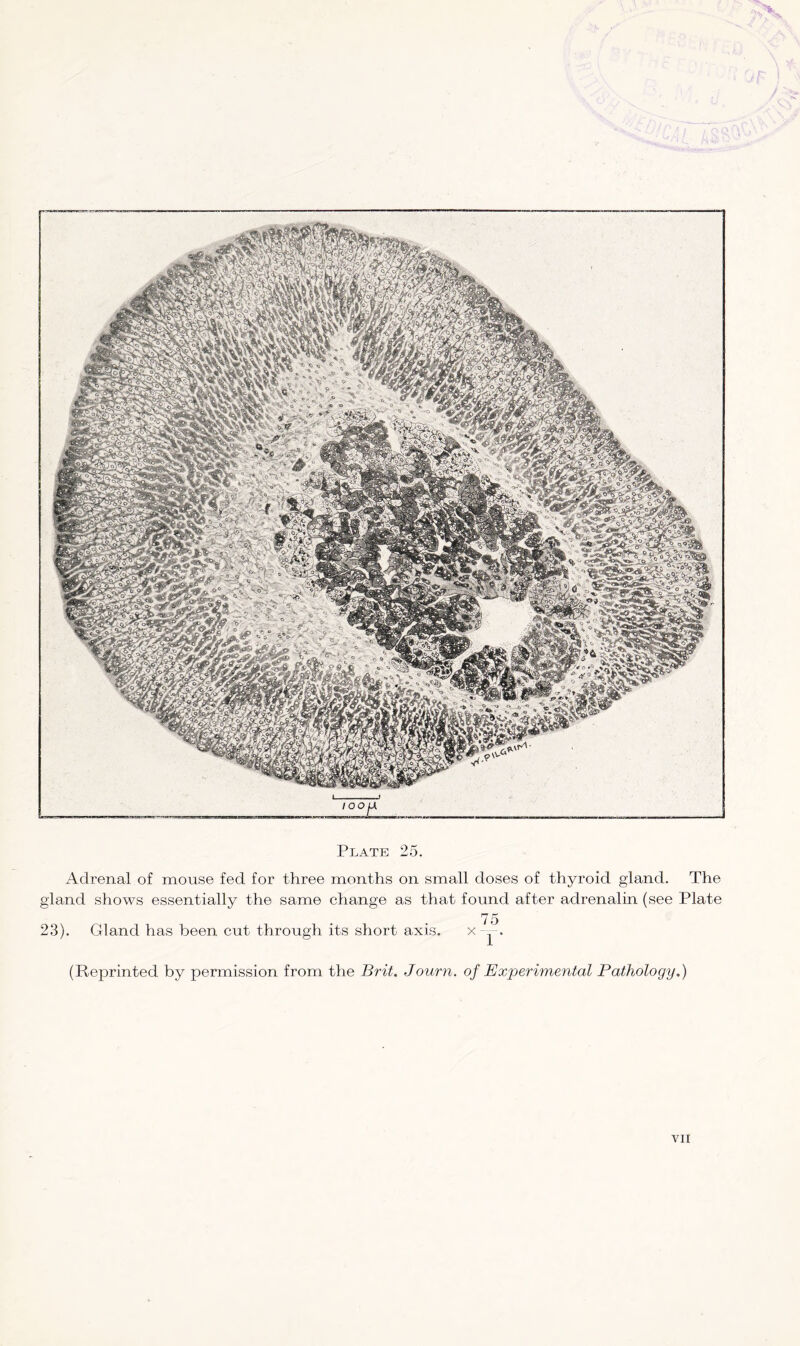 Adrenal of mouse fed for three months on small doses of thyroid gland. The gland shows essentially the same change as that found after adrenalin (see Plate 23). Gland has been cut through its short axis. (Reprinted by permission from the Brit. Journ. of Experimental Pathology.)