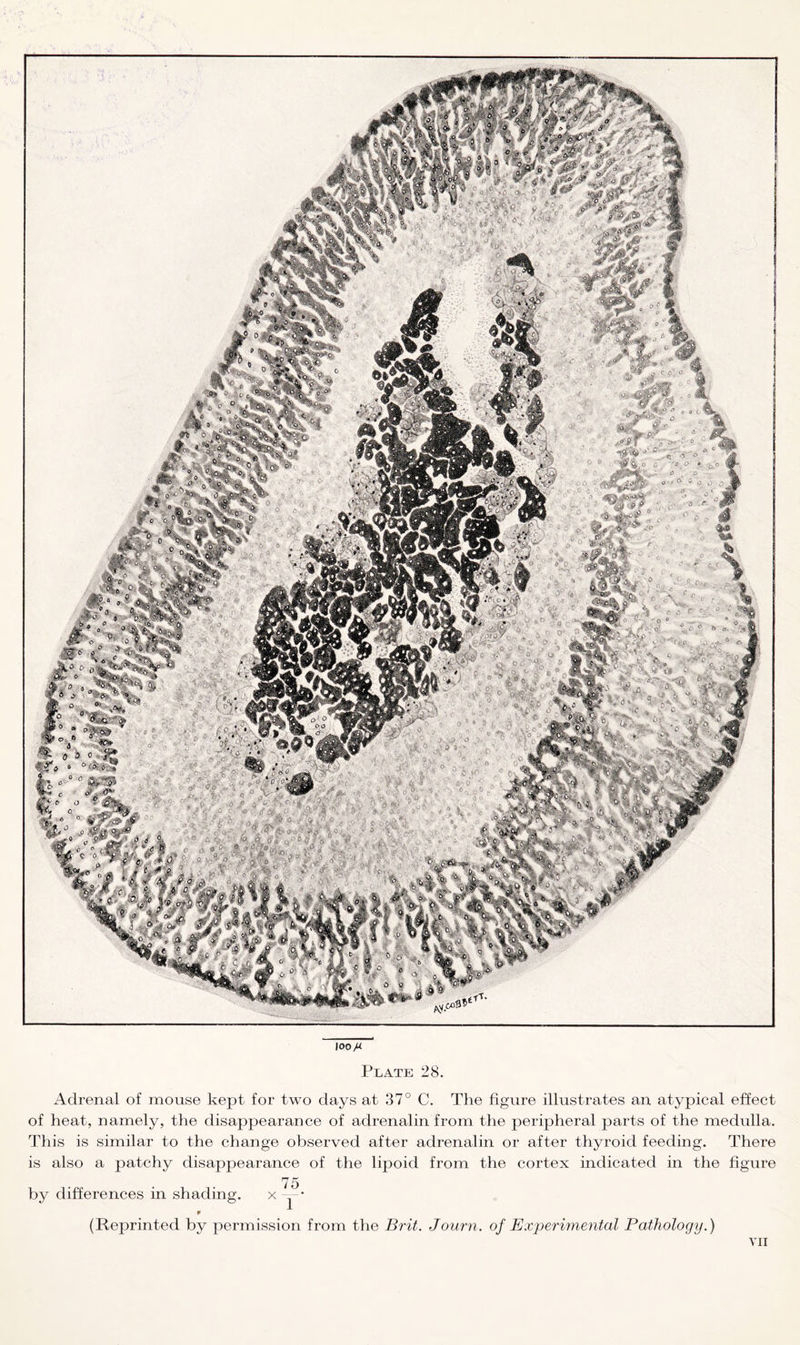 \00H Plate 28. Adrenal of mouse kept for two days at 37° C. The figure illustrates an atypical effect of heat, namely, the disappearance of adrenalin from the peripheral parts of the medulla. This is similar to the change observed after adrenalin or after thyroid feeding. There is also a patchy disappearance of the lipoid from the cortex indicated in the figure 75 by differences in shading. x -• 0 (Reprinted by permission from the Brit. Journ. of Experimental Pathology.)