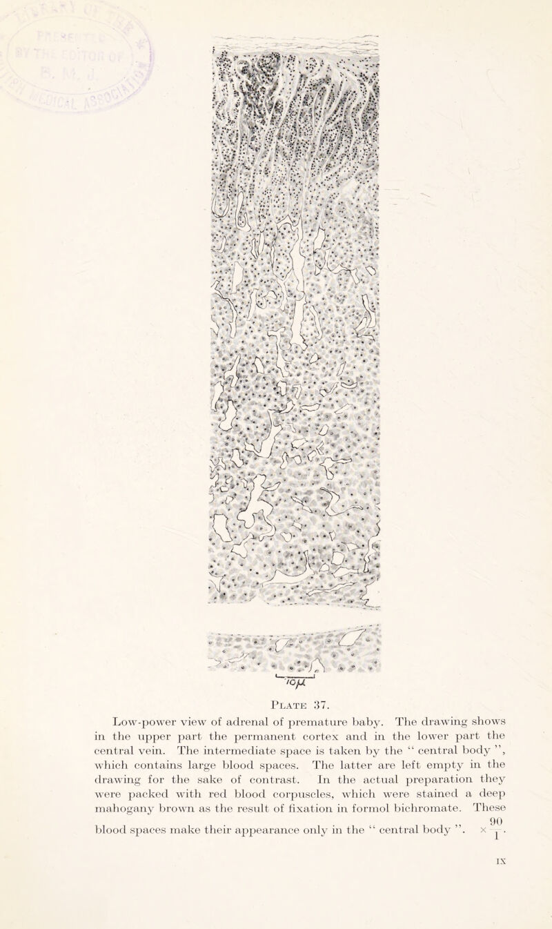 I- ___J •OjX Plate 37. Low-power view of adrenal of premature baby. The drawing shows in the upper part the permanent cortex and in the lower part the central vein. The intermediate space is taken by the “ central body ”, which contains large blood spaces. The latter are left empty in the drawing for the sake of contrast. In the actual preparation they were packed with red blood corpuscles, which were stained a deep mahogany brown as the result of fixation in formol bichromate. These 90 blood spaces make their appearance only in the “ central body ”. x .