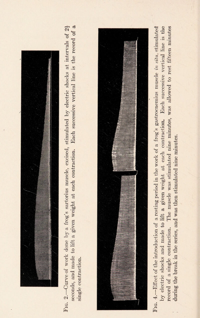 <N ^ «44 *t-« o o 73 CO Ui O c3 > Jh 02 02 O' Sh • ^4 02 as 43 50 • rl a CO ad 02 02 .3 O 1—1 aS 50 cS 02 02 • r*H 43 Sh Sh ■+3 02 02 <12 > *02 02 t> >> • r4 CO 02 02 73 CD 43 02 02 a 02 3 ^5 a 02 a • rH ed 02 w 73 • 02 a 02 .o ’o 43 X 02 02 a Sh 43 J12 ID a o CO 02 S3 £ -a a 02 o3 50 02 a • i—H S-i O 43 a •+3 . ■ •43 HH as 50 bp 50 'bJO * 02 £ O Sh a 02 > !>> bJO do o3 02 43 a .as o r—1 73 O 43 ad 02 o 73 £ c3 a S3 0 • i—i 43 a 01 sh 43 a O a J02 Tc .3 O M R Fig. 4.—Effect of the introduction of a resting period in the work of a frog’s gastrocnemius muscle in situ, stimulated by electric shocks and made to lift a given weight at each contraction. Each successive vertical line is the record of a single contraction. The muscle was stimulated nine minutes, was allowed to rest fifteen minutes during the break in the series, and was then stimulated nine minutes.