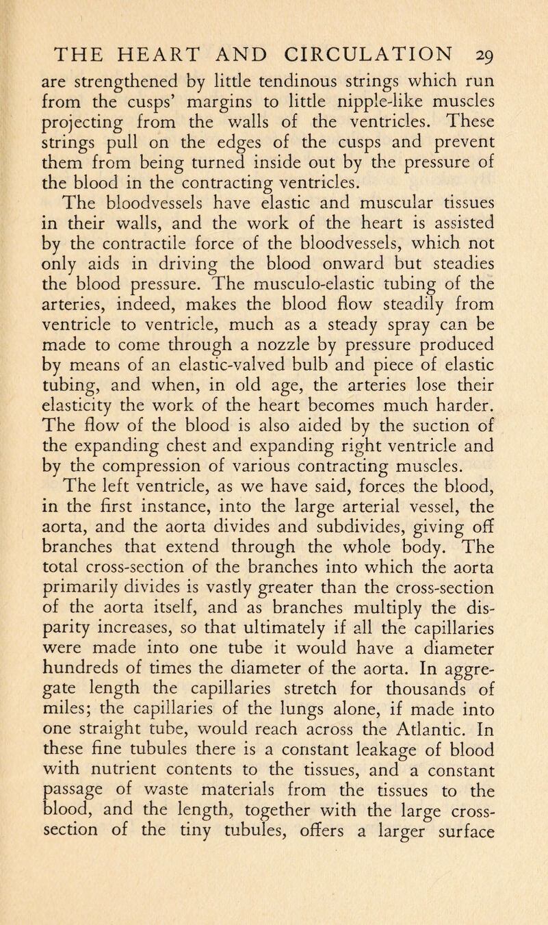 are strengthened by little tendinous strings which run from the cusps’ margins to little nipple-like muscles projecting from the walls of the ventricles. These strings pull on the edges of the cusps and prevent them from being turned inside out by the pressure of the blood in the contracting ventricles. The bloodvessels have elastic and muscular tissues in their walls, and the work of the heart is assisted by the contractile force of the bloodvessels, which not only aids in driving the blood onward but steadies the blood pressure. The musculo-elastic tubing of the arteries, indeed, makes the blood flow steadily from ventricle to ventricle, much as a steady spray can be made to come through a nozzle by pressure produced by means of an elastic-valved bulb and piece of elastic tubing, and when, in old age, the arteries lose their elasticity the work of the heart becomes much harder. The flow of the blood is also aided by the suction of the expanding chest and expanding right ventricle and by the compression of various contracting muscles. The left ventricle, as we have said, forces the blood, in the first instance, into the large arterial vessel, the aorta, and the aorta divides and subdivides, giving off branches that extend through the whole body. The total cross-section of the branches into which the aorta primarily divides is vastly greater than the cross-section of the aorta itself, and as branches multiply the dis- parity increases, so that ultimately if all the capillaries were made into one tube it would have a diameter hundreds of times the diameter of the aorta. In aggre- gate length the capillaries stretch for thousands of miles; the capillaries of the lungs alone, if made into one straight tube, would reach across the Atlantic. In these fine tubules there is a constant leakage of blood with nutrient contents to the tissues, and a constant passage of waste materials from the tissues to the blood, and the length, together with the large cross- section of the tiny tubules, offers a larger surface