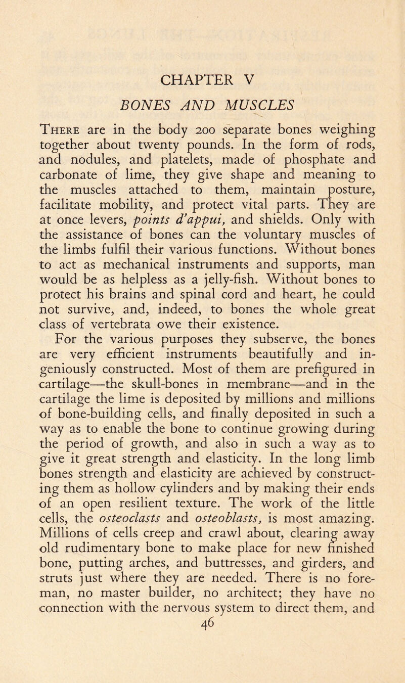 CHAPTER V BONES AND MUSCLES There are in the body 200 separate bones weighing together about twenty pounds. In the form of rods, and nodules, and platelets, made of phosphate and carbonate of lime, they give shape and meaning to the muscles attached to them, maintain posture, facilitate mobility, and protect vital parts. They are at once levers, points d’appui, and shields. Only with the assistance of bones can the voluntary muscles of the limbs fulfil their various functions. Without bones to act as mechanical instruments and supports, man would be as helpless as a jelly-fish. Without bones to protect his brains and spinal cord and heart, he could not survive, and, indeed, to bones the whole great class of vertebrata owe their existence. For the various purposes they subserve, the bones are very efficient instruments beautifully and in- geniously constructed. Most of them are prefigured in cartilage—the skull-bones in membrane—and in the cartilage the lime is deposited by millions and millions of bone-building cells, and finally deposited in such a way as to enable the bone to continue growing during the period of growth, and also in such a way as to give it great strength and elasticity. In the long limb bones strength and elasticity are achieved by construct- ing them as hollow cylinders and by making their ends of an open resilient texture. The work of the little cells, the osteoclasts and osteoblasts, is most amazing. Millions of cells creep and crawl about, clearing away old rudimentary bone to make place for new finished bone, putting arches, and buttresses, and girders, and struts just where they are needed. There is no fore- man, no master builder, no architect; they have no connection with the nervous system to direct them, and