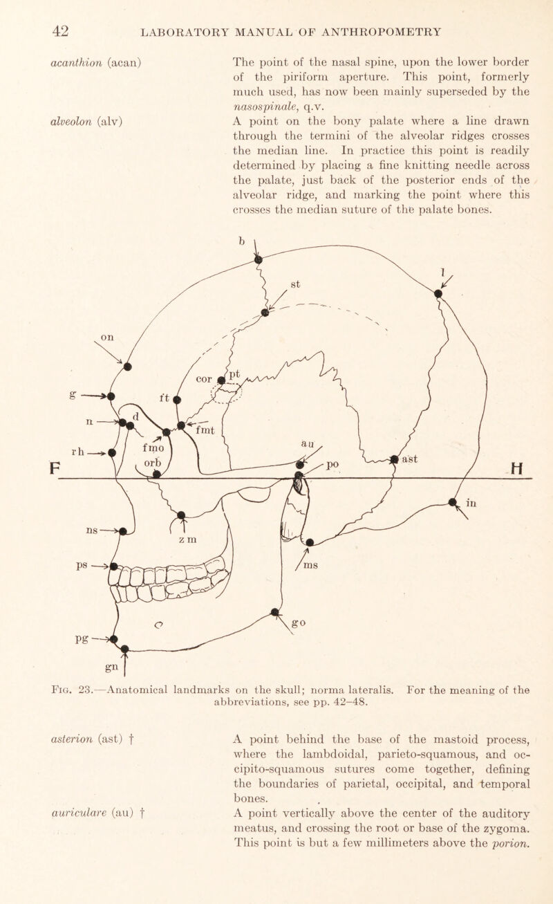 acanthion (acan) alveolon (alv) The point of the nasal spine, upon the lower border of the piriform aperture. This point, formerly much used, has now been mainly superseded by the nasospinale, q.v. A point on the bony palate where a line drawn through the termini of the alveolar ridges crosses the median line. In practice this point is readily determined by placing a fine knitting needle across the palate, just back of the posterior ends of the alveolar ridge, and marking the point where this crosses the median suture of the palate bones. Fig. 23. Anatomical landmarks on the skull; norma lateralis. abbreviations, see pp. 42—48. For the meaning of the asterion (ast) f auriculare (au) f A point behind the base of the mastoid process, where the lambdoidal, parieto-squamous, and oc- cipito-squamous sutures come together, defining the boundaries of parietal, occipital, and temporal bones. A point vertically above the center of the auditory meatus, and crossing the root or base of the zygoma. This point is but a few millimeters above the porion.