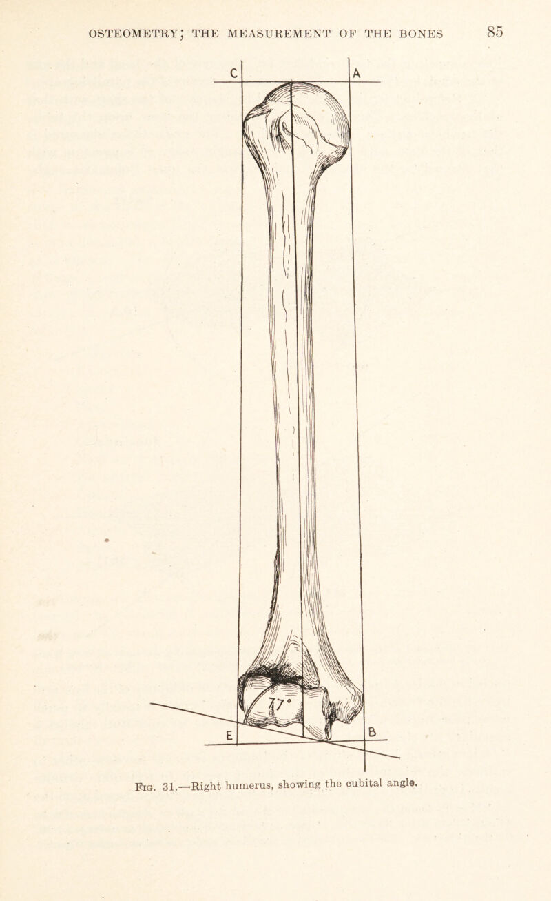 FIG. —Right humerus, showing the cubital angle.