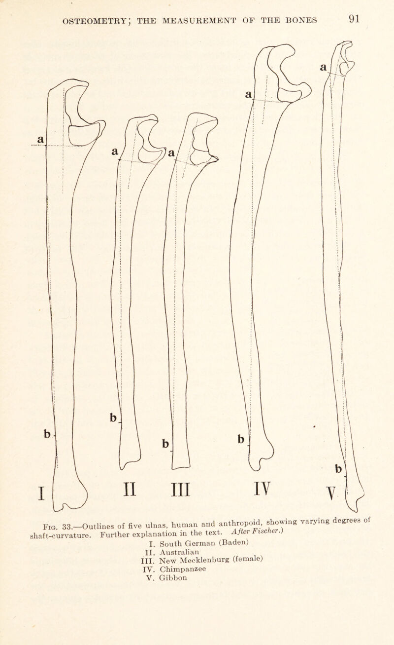 Fig. 33.—Outlines of five ulnas, human and anthropoid, showing varying degrees of shaft-curvature. Further explanation in the text. f er isc I. South German (Baden) II. Australian III. New Mecklenburg (female) IV. Chimpanzee V. Gibbon