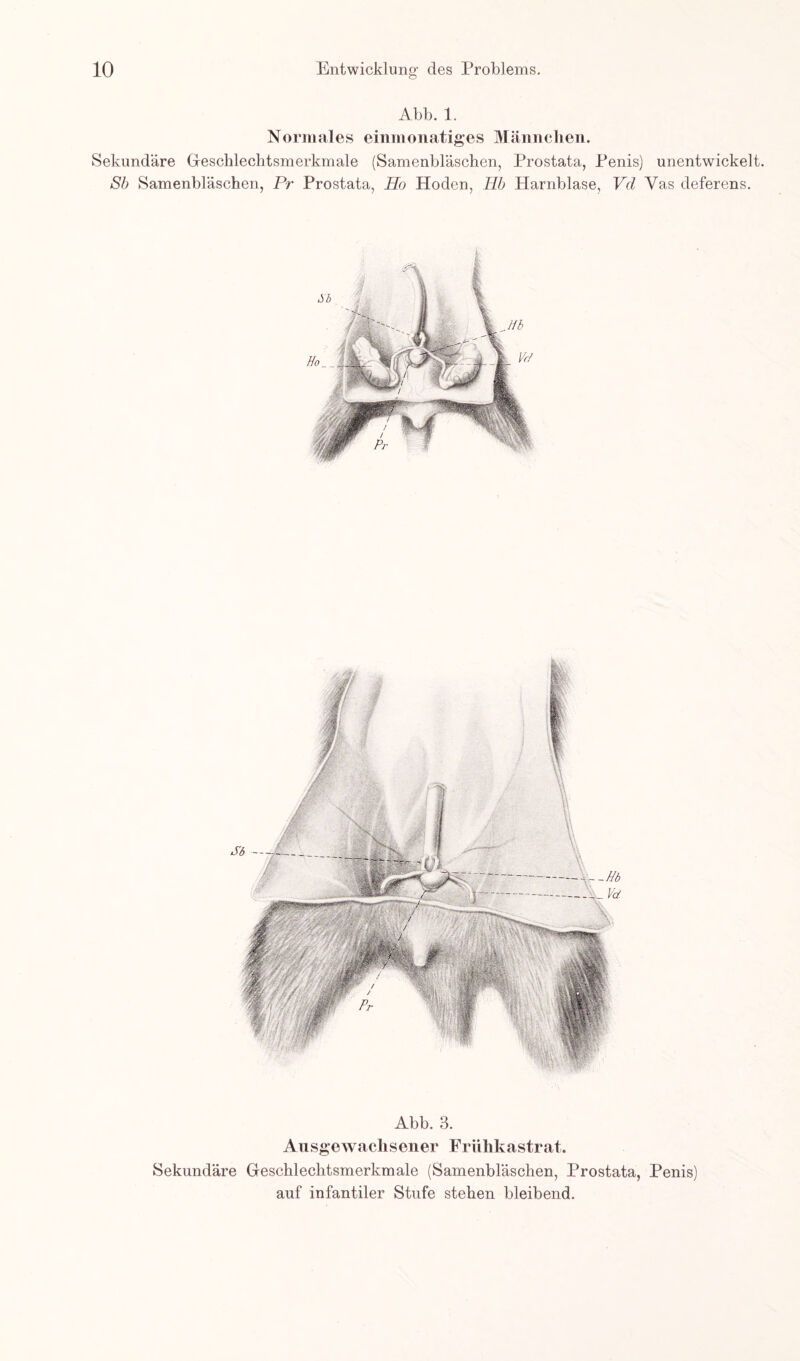 Abb. 1 Normales einmonatiges Männchen. Sekundäre Geschlechtsmerkmale (Samenbläschen, Prostata, Penis) unentwickelt. Sb Samenbläschen, Pr Prostata, Ho Hoden, Hb Harnblase, Vd Vas deferens. Abb. 3. Ausgewachsener Frühkastrat. Sekundäre Geschlechtsmerkmale (Samenbläschen, Prostata, Penis) auf infantiler Stufe stehen bleibend.