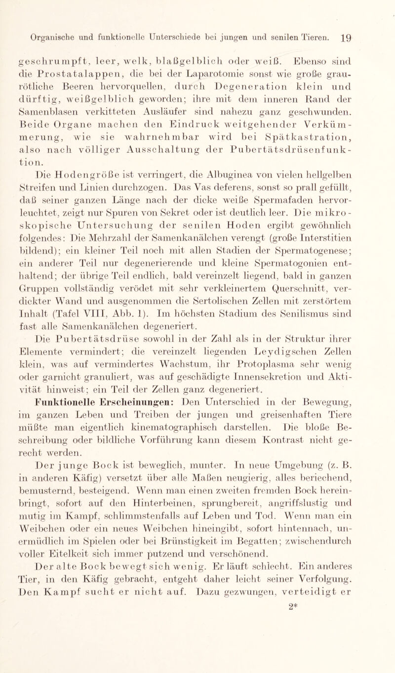 geschrumpft, leer, welk, blaßgelblich oder weiß. Ebenso sind die Prostatalappen, die bei der Laparotomie sonst wie große grau¬ rötliche Beeren her vor quellen, durch Degeneration klein und dürftig, weiß gelblich geworden; ihre mit dem inneren Rand der Samenblasen verkitteten Ausläufer sind nahezu ganz geschwunden. Beide Organe machen den Eindruck weitgehender Verküm¬ merung, wie sie wahrnehmbar wird bei Spätkastration, also nach völliger Ausschaltung der Pubertätsdrüsenfunk¬ tion. Die Hodengröße ist verringert, die Albuginea von vielen hellgelben Streifen und Linien durchzogen. Das Vas deferens, sonst so prall gefüllt, daß seiner ganzen Länge nach der dicke weiße Spermafaden hervor¬ leuchtet, zeigt nur Spuren von Sekret oder ist deutlich leer. Die mikro - skopische Untersuchung der senilen Hoden ergibt gewöhnlich folgendes: Die Mehrzahl der Samenkanälchen verengt (große Interstitien bildend); ein kleiner Teil noch mit allen Stadien der Spermatogenese; ein anderer Teil nur degenerierende und kleine Spermatogonien ent¬ haltend; der übrige Teil endlich, bald vereinzelt liegend, bald in ganzen Gruppen vollständig verödet mit sehr verkleinertem Querschnitt, ver¬ dickter Wand und ausgenommen die Sertolischen Zellen mit zerstörtem Inhalt (Tafel VIII, Abb. 1). Im höchsten Stadium des Senilismus sind fast alle Samenkanälchen degeneriert. Die Pubertätsdrüse sowohl in der Zahl als in der Struktur ihrer Elemente vermindert; die vereinzelt hegenden Leydigschen Zellen klein, was auf vermindertes Wachstum, ihr Protoplasma sehr wenig oder garnicht granuliert, was auf geschädigte Innensekretion und Akti¬ vität hinweist; ein Teil der Zellen ganz degeneriert. Funktionelle Erscheinungen: Den Unterschied in der Bewegung, im ganzen Leben und Treiben der jungen und greisenhaften Tiere müßte man eigentlich kinematographisch darstellen. Die bloße Be¬ schreibung oder bildliche Vorführung kann diesem Kontrast nicht ge¬ recht werden. Der junge Bock ist beweglich, munter, ln neue Umgebung (z. B. in anderen Käfig) versetzt über alle Maßen neugierig, alles beriechend, bemusternd, besteigend. Wenn man einen zweiten fremden Bock herein¬ bringt, sofort auf den Hinterbeinen, sprungbereit, angriffslustig und mutig im Kampf, schlimmstenfalls auf Leben und Tod. Wenn man ein Weibchen oder ein neues Weibchen hineingibt, sofort hintennach, un¬ ermüdlich im Spielen oder bei Brünstigkeit im Begatten; zwischendurch voller Eitelkeit sich immer putzend und verschönend. Der alte Bock bewegt sich wenig. Er läuft schlecht. Ein anderes Tier, in den Käfig gebracht, entgeht daher leicht seiner Verfolgung. Den Kampf sucht er nicht auf. Dazu gezwungen, verteidigt er 2*