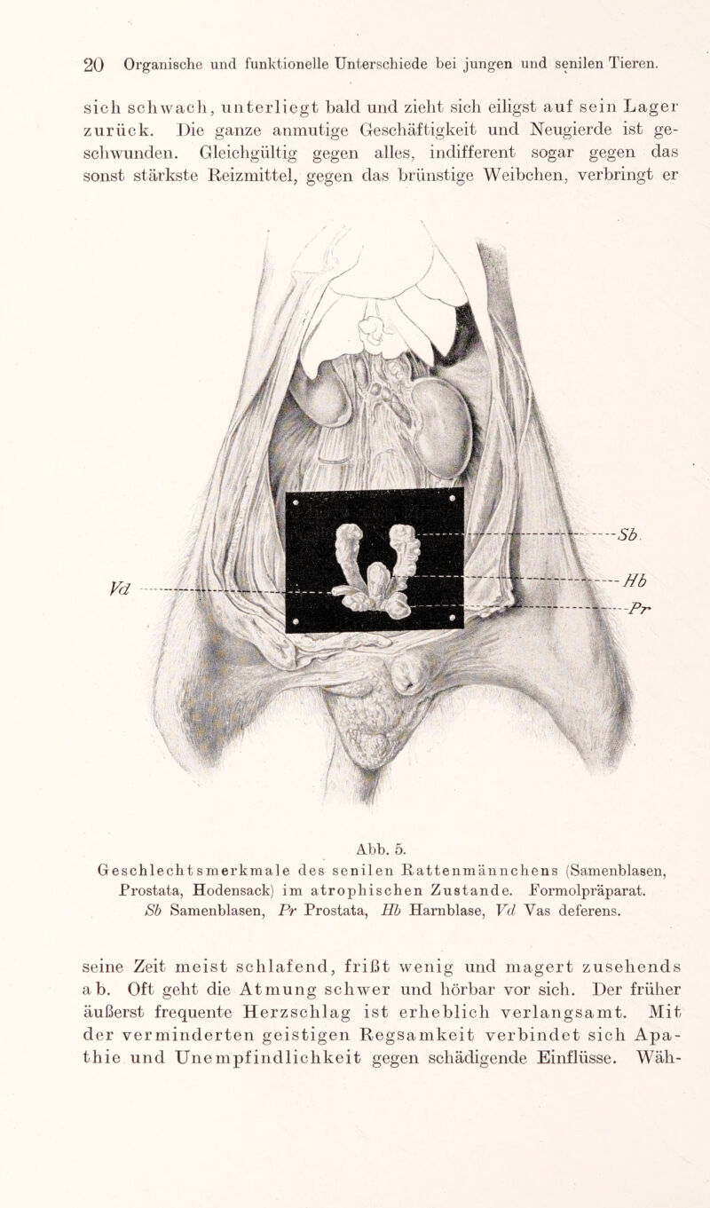 sich schwach, unterliegt bald und zieht sich eiligst auf sein Lager zurück. Die ganze anmutige Geschäftigkeit und Neugierde ist ge¬ schwunden. Gleichgültig gegen alles, indifferent sogar gegen das sonst stärkste Reizmittel, gegen das brünstige Weibchen, verbringt er Abb. 5. Geschlechtsmerkmale des senilen Rattenmännchens (Samenblasen, Prostata, Hodensack) im atrophischen Zustande. Formolpräparat. Sb Samenblasen, Pr Prostata, Hb Harnblase, Vd Yas deferens. seine Zeit meist schlafend, frißt wenig und magert zusehends ab. Oft geht die Atmung schwer und hörbar vor sich. Der früher äußerst frequente Herzschlag ist erheblich verlangsamt. Mit der verminderten geistigen Regsamkeit verbindet sich Apa¬ thie und Unempfindlichkeit gegen schädigende Einflüsse. Wäh-