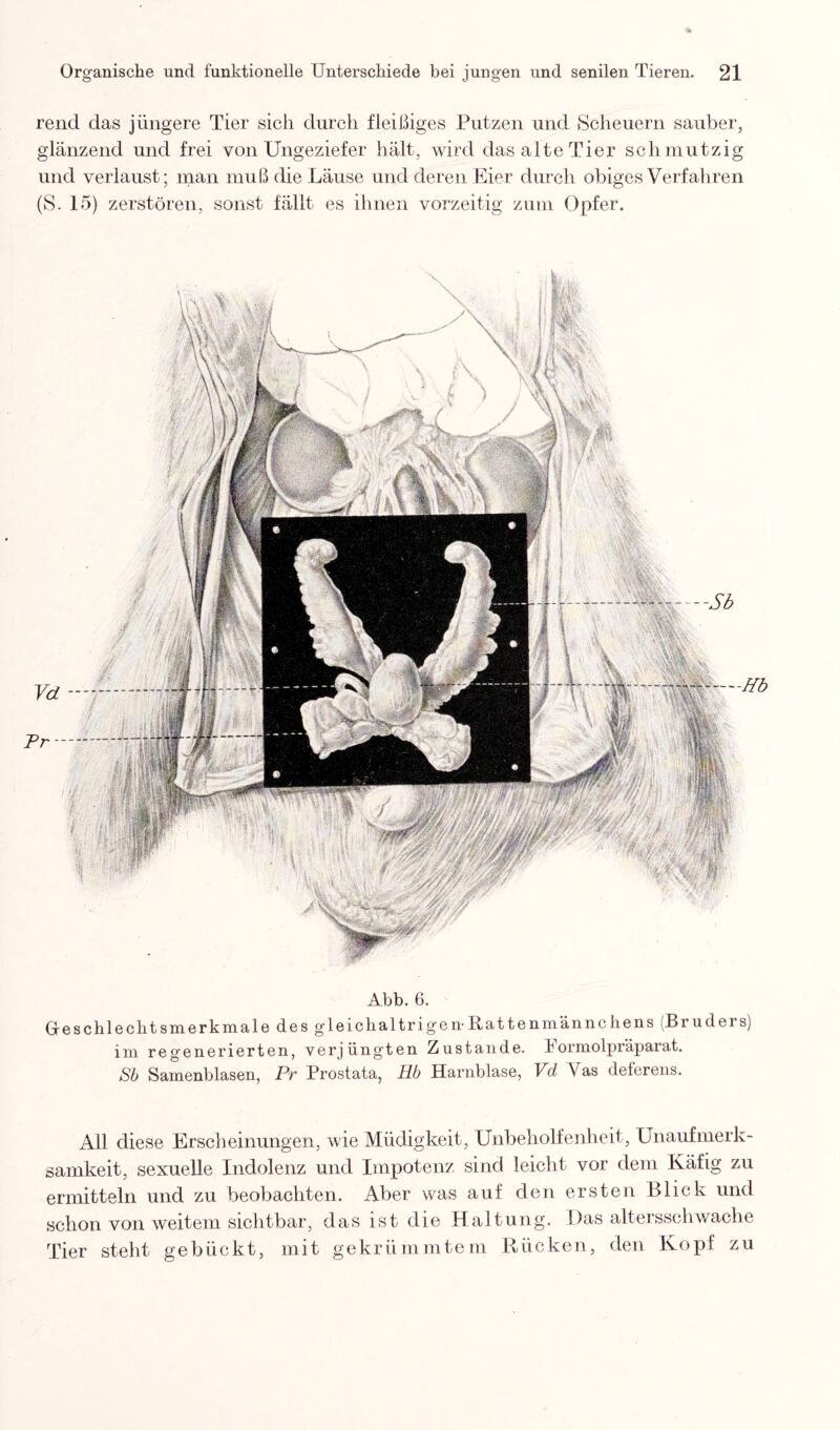 rend das jüngere Tier sich durch fleißiges Putzen und Scheuern sauber, glänzend und frei von Ungeziefer hält, wird das alte Tier schmutzig und verlaust; man muß die Läuse und deren Eier durch obiges Verfahren (S. 15) zerstören, sonst fällt es ihnen vorzeitig zum Opfer. Abb. 6. Geschlechtsmerkmale des gleichaltrigen-Rattenmännchens (Brudeis) im regenerierten, verjüngten Zustande. Formolpräparat. Sb Samenblasen, Pr Prostata, Hb Harnblase, Vd Vas deferens. All diese Erscheinungen, wie Müdigkeit, Unbeholfenheit, Unaufmerk¬ samkeit, sexuelle Indolenz und Impotenz sind leicht vor dem Käfig zu ermitteln und zu beobachten. Aber was auf den ersten Blick und schon von weitem sichtbar, das ist die Haltung. Das altersschwache Tier steht gebückt, mit gekrümmtem Rücken, den Kopf zu