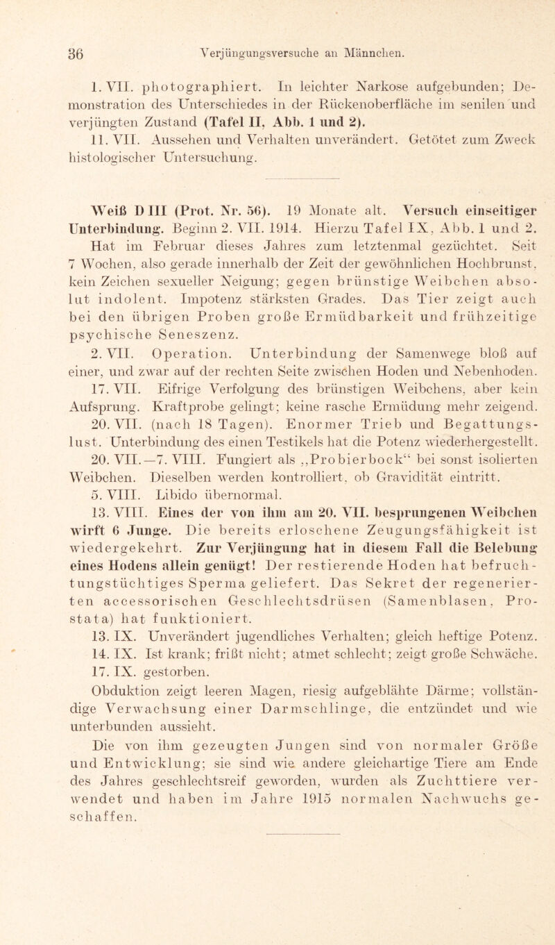 I. VII. photographiert. In leichter Narkose aufgebunden; De¬ monstration des Unterschiedes in der Rückenoberfläche im senilen und verjüngten Zustand (Tafel II, Abb. 1 und 2). II. VII. Aussehen und Verhalten unverändert. Getötet zum Zweck histologischer Untersuchung. Weiß Dill (Prot. Nr. 56). 19 Monate alt. Versuch einseitiger Unterbindung. Beginn 2. VII. 1914. Hierzu Tafel IX, Abb. 1 und 2. Hat im Februar dieses Jahres zum letztenmal gezüchtet. Seit 7 Wochen, also gerade innerhalb der Zeit der gewöhnlichen Hochbrunst, kein Zeichen sexueller Neigung; gegen brünstige Weibchen abso¬ lut indolent. Impotenz stärksten Grades. Das Tier zeigt auch bei den übrigen Proben große Ermüdbarkeit und frühzeitige psychische Seneszenz. 2. VII. Operation. Unterbindung der Samenwege bloß auf einer, und zwar auf der rechten Seite zwischen Hoden und Nebenhoden. 17. VII. Eifrige Verfolgung des brünstigen Weibchens, aber kein Aufsprung. Kraftprobe gelingt; keine rasche Ermüdung mehr zeigend. 20. VII. (nach 18 Tagen). Enormer Trieb und Begattungs¬ lust. Unterbindung des einen Testikels hat die Potenz wiederhergestellt. 20. VII.—7. VIII. Fungiert als ,,Probier bock“ bei sonst isolierten Weibchen. Dieselben werden kontrolliert, ob Gravidität eintritt. 5. VIII. Libido übernormal. 13. VIII. Eines der von ihm am 20. VII. besprungenen Weibchen wirft 6 Junge. Die bereits erloschene Zeugungsfähigkeit ist wiedergekehrt. Zur Verjüngung hat in diesem Fall die Belebung eines Hodens allein genügt! Der restierende Hoden hat befruch¬ tungstüchtiges Sperma geliefert. Das Sekret der regenerier¬ ten accessorisclien Geschlechtsdrüsen (Samenblasen. Pro¬ stata) hat funktioniert. 13. IX. Unverändert jugendliches Verhalten; gleich heftige Potenz. 14. IX. Ist krank; frißt nicht; atmet schlecht; zeigt große Schwäche. 17. IX. gestorben. Obduktion zeigt leeren Magen, riesig aufgeblähte Därme; vollstän¬ dige Verwachsung einer Darmschlinge, die entzündet und wie unterbunden aussieht. Die von ihm gezeugten Jungen sind von normaler Größe und Entwicklung; sie sind wie. andere gleichartige Tiere am Ende des Jahres geschlechtsreif geworden, wurden als Zuchttiere ver¬ wendet und haben im Jahre 1915 normalen Nachwuchs ge¬ schaffen.