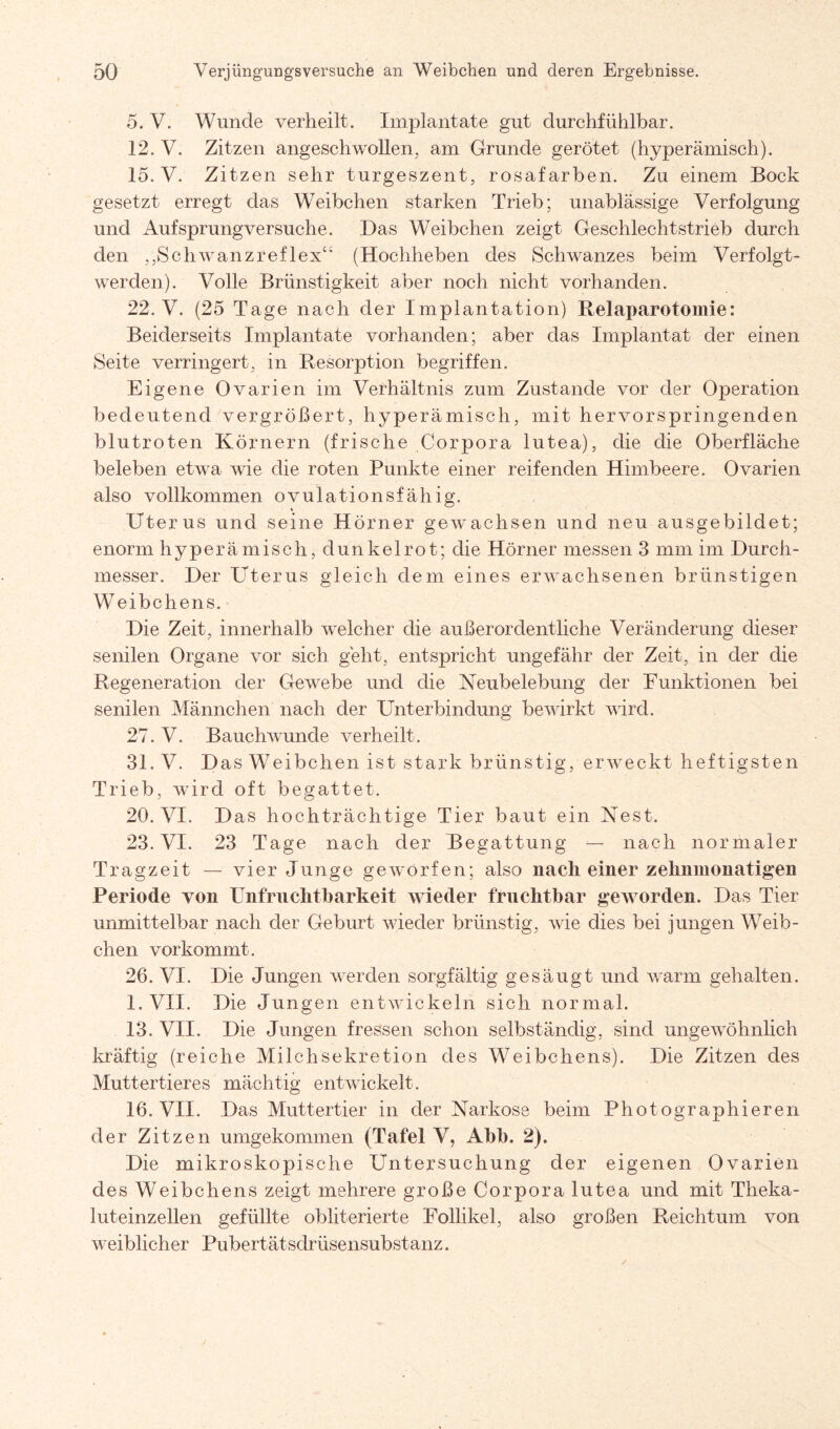 5. V. Wunde verheilt. Implantate gut durchfühlbar. 12. V. Zitzen angeschwollen, am Grunde gerötet (hyperämisch). 15. V. Zitzen sehr turgeszent, rosafarben. Zu einem Bock gesetzt erregt das Weibchen starken Trieb; unablässige Verfolgung und Auf Sprung versuche. Das Weibchen zeigt Geschlechtstrieb durch den „Schwanzreflex“ (Hochheben des Schwanzes beim Verfolgt¬ werden). Volle Brünstigkeit aber noch nicht vorhanden. 22. V. (25 Tage nach der Implantation) Relaparotomie: Beiderseits Implantate vorhanden; aber das Implantat der einen Seite verringert, in Resorption begriffen. Eigene Ovarien im Verhältnis zum Zustande vor der Operation bedeutend vergrößert, hyperämisch, mit hervorspringenden blutroten Körnern (frische Corpora lutea), die die Oberfläche beleben etwa wie die roten Punkte einer reifenden Himbeere. Ovarien also vollkommen ovulationsfähig. Uterus und seine Hörner gewachsen und neu ausgebildet; enorm hyperämisch, dunkel rot; die Hörner messen 3 mm im Durch¬ messer. Der Uterus gleich dem eines erwachsenen brünstigen W eibchens. Die Zeit, innerhalb welcher die außerordentliche Veränderung dieser senilen Organe vor sich geht, entspricht ungefähr der Zeit, in der die Regeneration der Gewebe und die Nenbelebung der Funktionen bei senilen Männchen nach der Unterbindung bewirkt wird. 27. V. Bauchwunde verheilt. 31. V. Das Weibchen ist stark brünstig, erweckt heftigsten Trieb, wird oft begattet. 20. VI. Das hochträchtige Tier baut ein Nest. 23. VI. 23 Tage nach der Begattung — nach normaler Tragzeit — vier Junge geworfen; also nach einer zelmmonatigen Periode von Unfruchtbarkeit wieder fruchtbar geworden. Das Tier unmittelbar nach der Geburt wieder brünstig, wie dies bei jungen Weib¬ chen vor kommt. 26. VI. Die Jungen werden sorgfältig gesäugt und warm gehalten. l.VII. Die Jungen entwickeln sich normal. 13. VII. Die Jungen fressen schon selbständig, sind ungewöhnlich kräftig (reiche Milch Sekretion des Weibchens). Die Zitzen des Muttertieres mächtig entwickelt. 16. VII. Das Muttertier in der Narkose beim Photographieren der Zitzen umgekommen (Tafel V, Abb. 2). Die mikroskopische Untersuchung der eigenen Ovarien des Weibchens zeigt mehrere große Corpora lutea und mit Theka- luteinzellen gefüllte obliterierte Follikel, also großen Reichtum von weiblicher Pubertätsdrüsensubstanz.