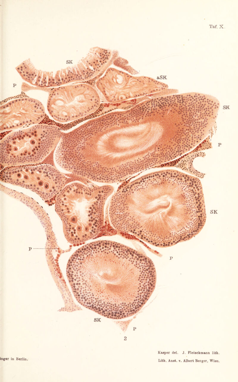 Taf. X SK , ® *• @ * «U Äe .. ä» «> ,V f _ ' -v© -ö ■/ s© *• * »«• ***■>• .,//•' .' •***•• • 7* •; * j ' , aSK •*> *«A. iM M'fWÄ «sk>, • V • •■ 1 w « t ^mr3rt *• ••'•!’.’ * «VUVi . • ■-*.v *-*©?* ** 7* * -*-*,« * e »Ä«» * L-.. - N J Ä* * ... T V»«0-: . ‘ä-Ä 4r •«en ® •;*■••■•'.' .• *©#®; •%•■•. -•••,. c- 0„ “ * * •> •'■ - .4 * /■■:*•< . w, +** v;yf 7/Jf£c »*«• •*'**■•• -V • <* >*...•'/ ~ •»«/Um '“• ■-■’® uUj’ « « * •' ' , , * «■ * «v !« » *« « *®» : :jg!W .,.}{® ' • ®® i,®59*«* .»•*.. \ '., * * -3 • •. t* *•■**••. » • *»**>,ir<* v« *. »trafir SK «** ® ® sl* • ® © 2 inger in Berlin. Kasper del. J. Fleischmann lith. SK